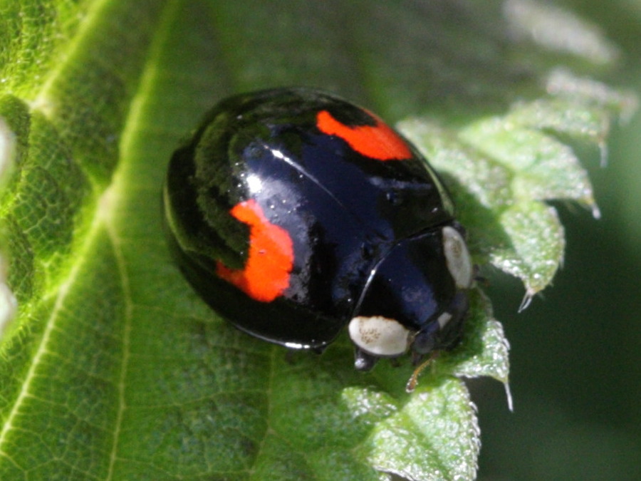 Afficher le média harmonia_axyridis8bd harmonia_axyridis8bd