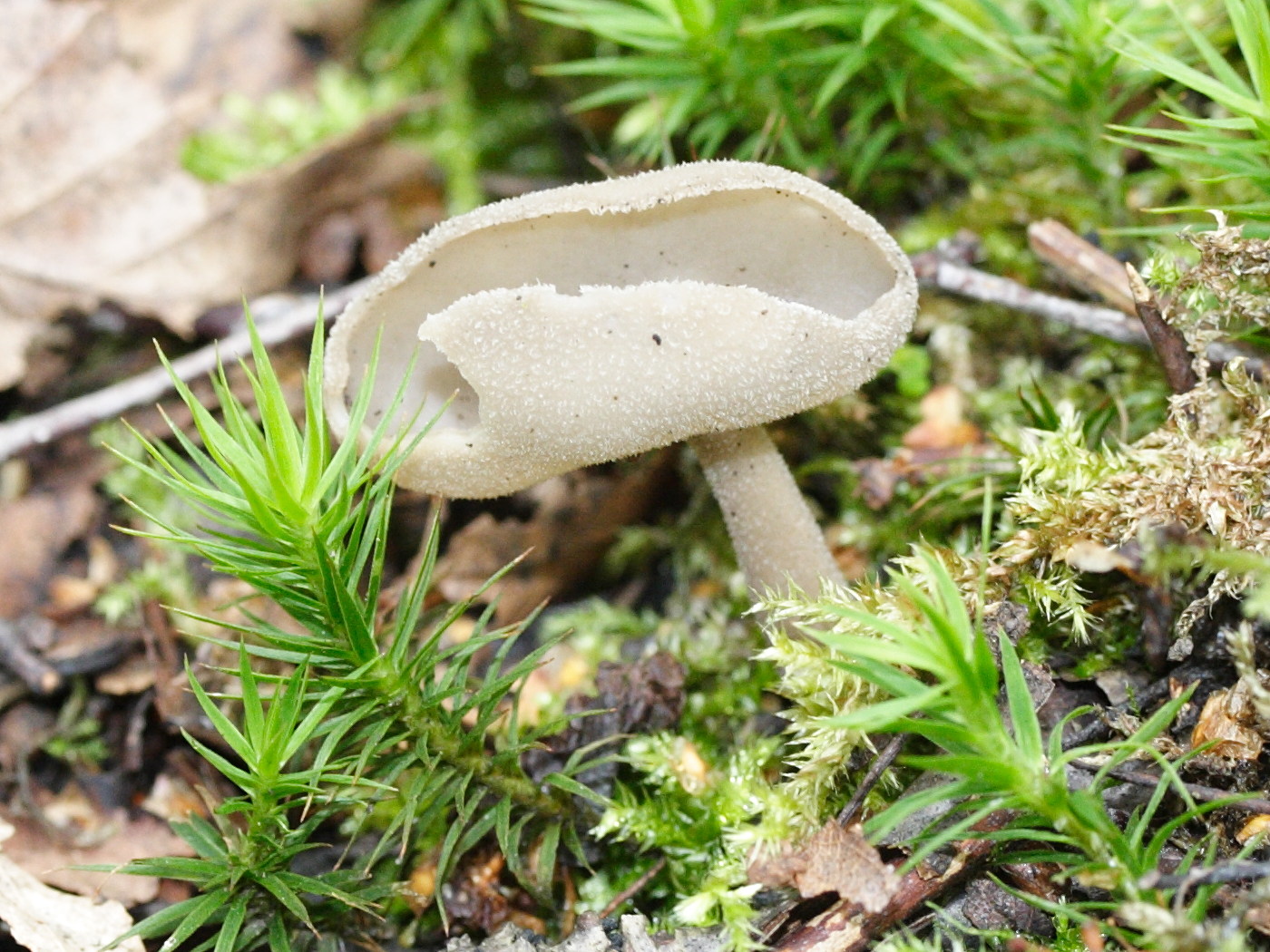 helvella_macropus1md