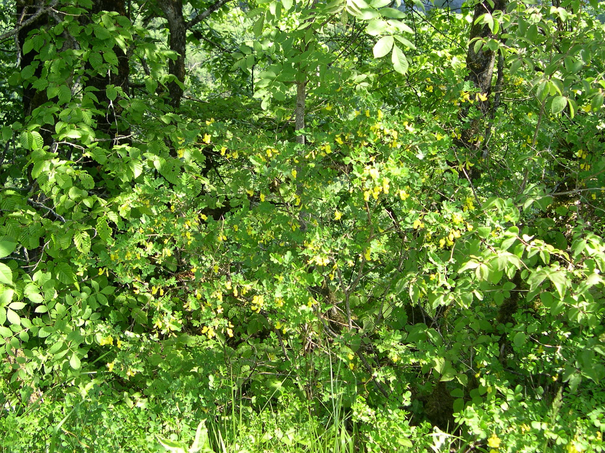 hippocrepis_emerus1md