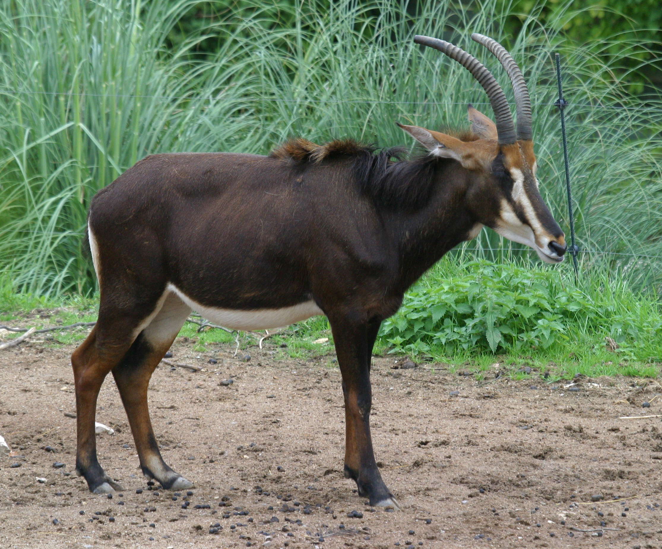 hippotragus_niger_niger1bd