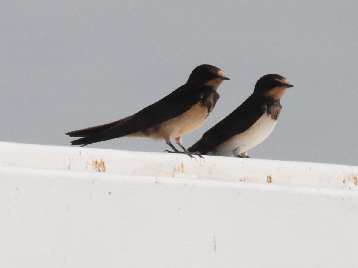 hirondelle_rustique_-_hirundo_rustica5bd