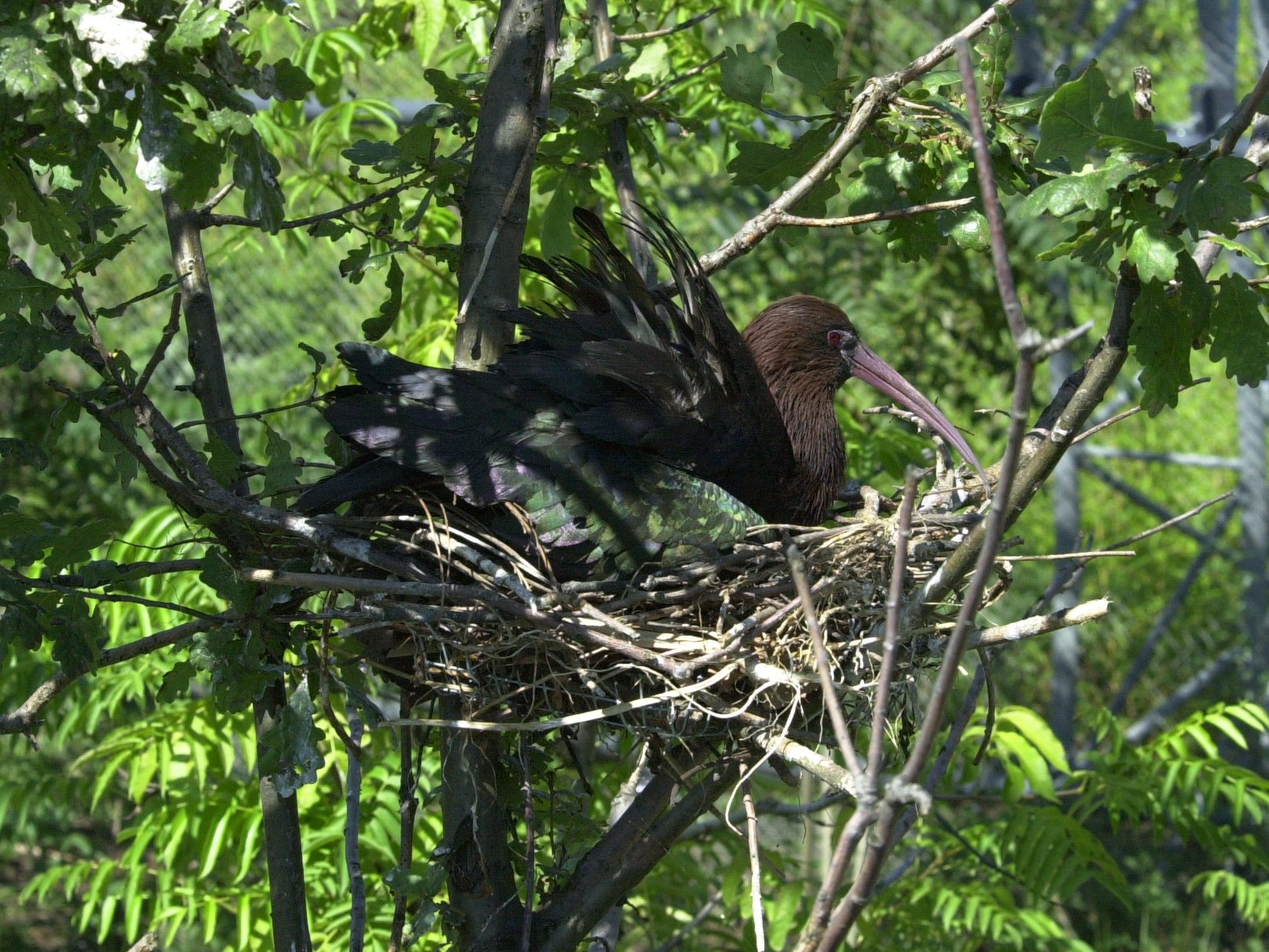 ibis_guarauna_-_plegadis_chihi1md