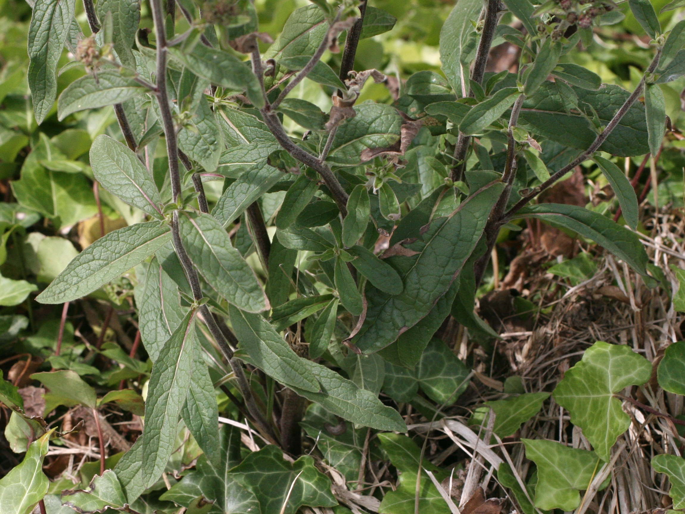 Afficher le média inula_conyza4md inula_conyza4md