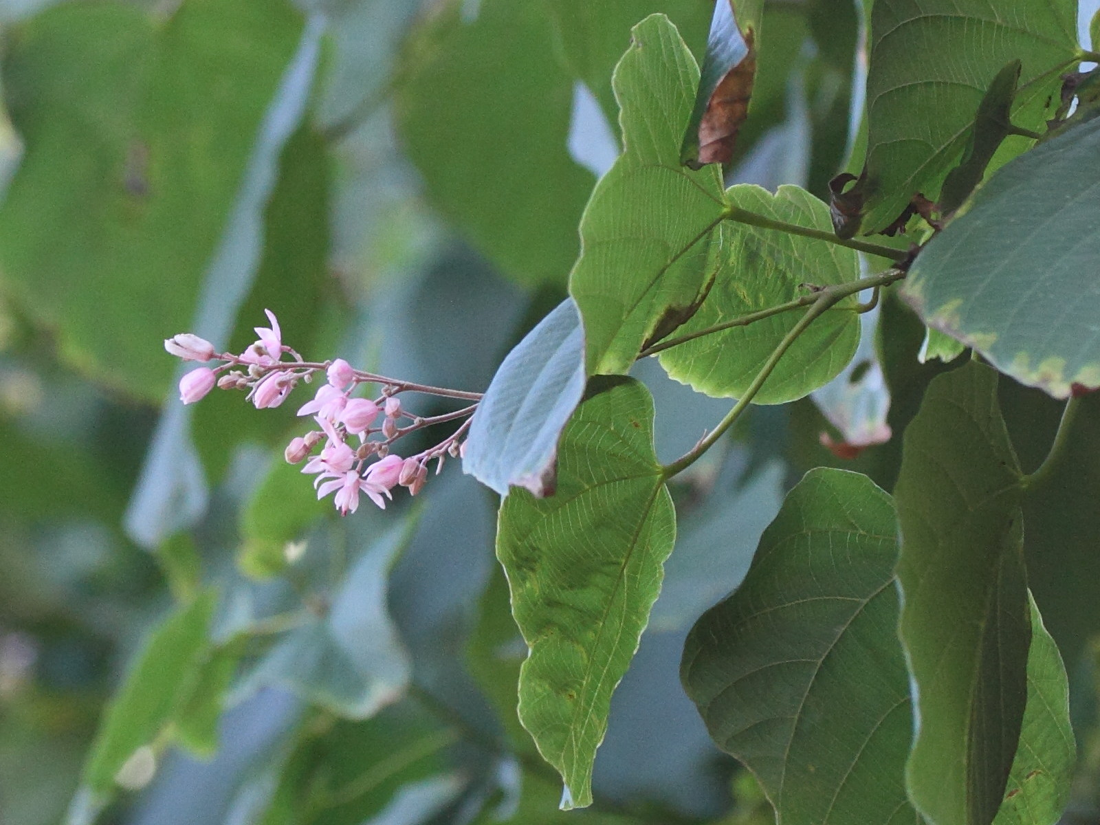 kleinhovia_hospita2md