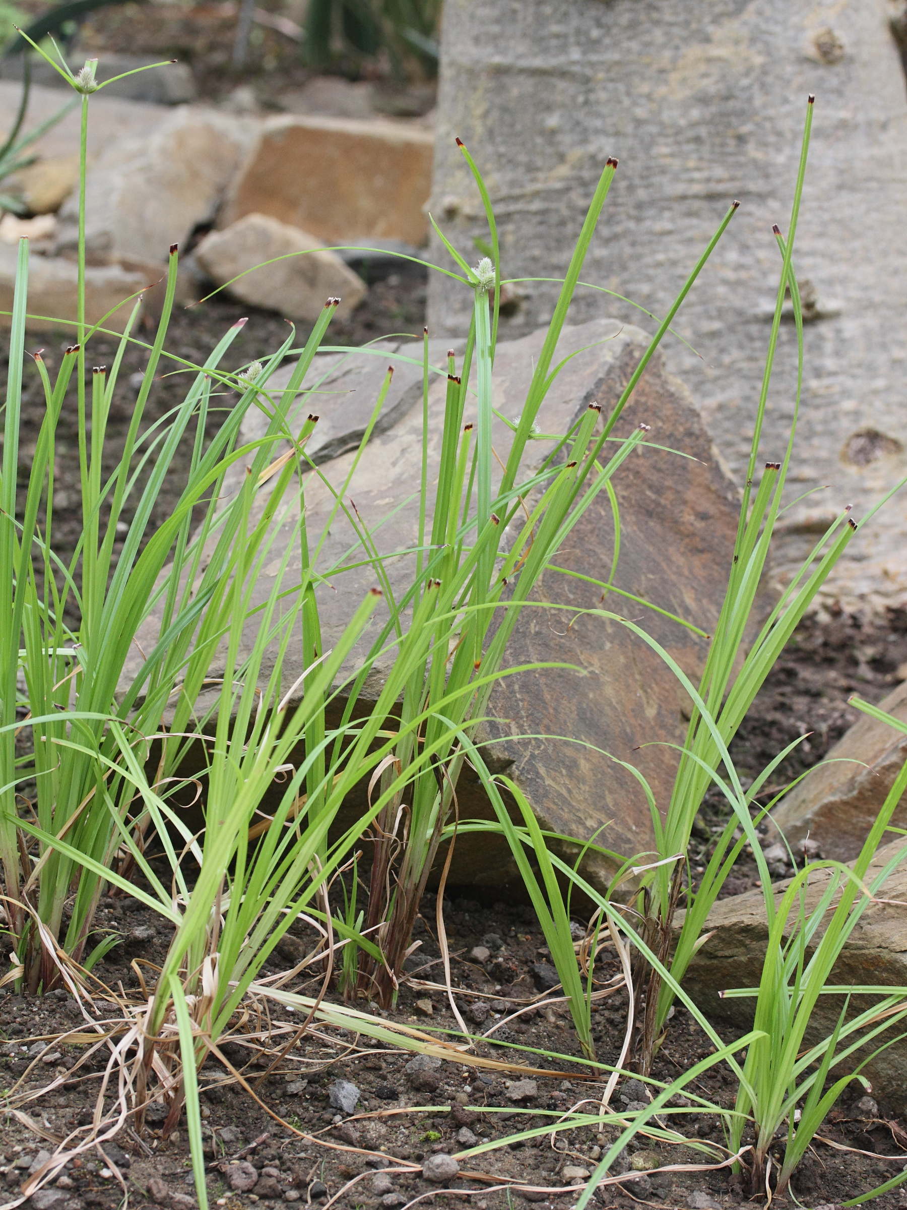 Afficher le média kyllinga_appendiculata1md kyllinga_appendiculata1md