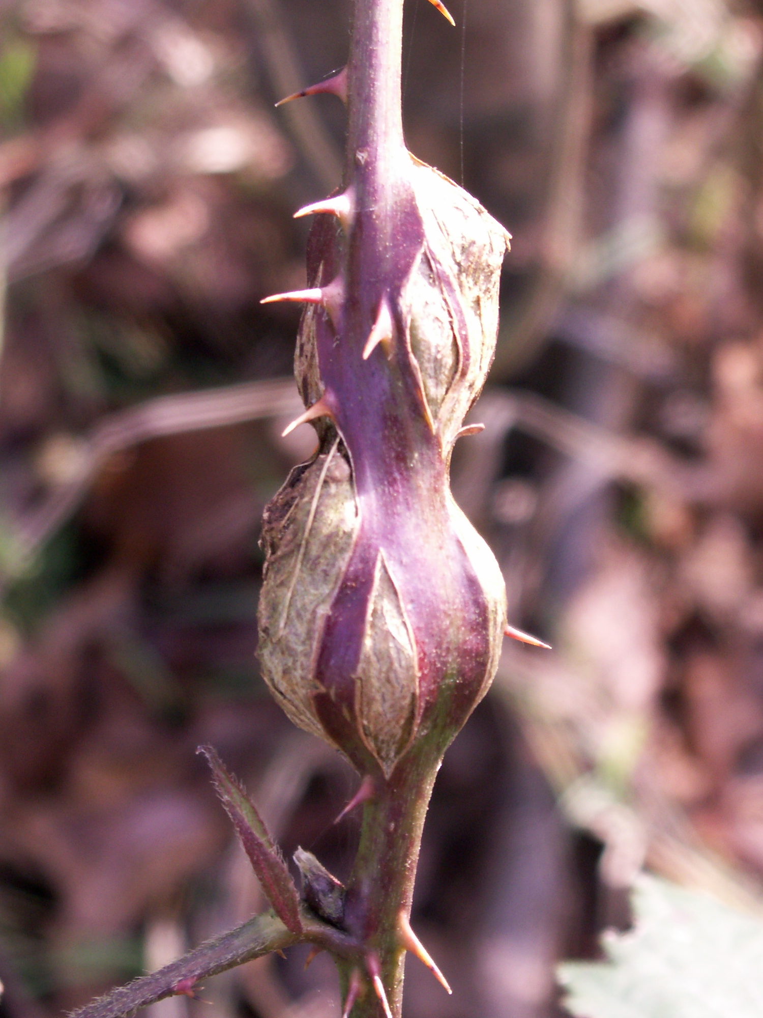 lasioptera_rubi_galle2md