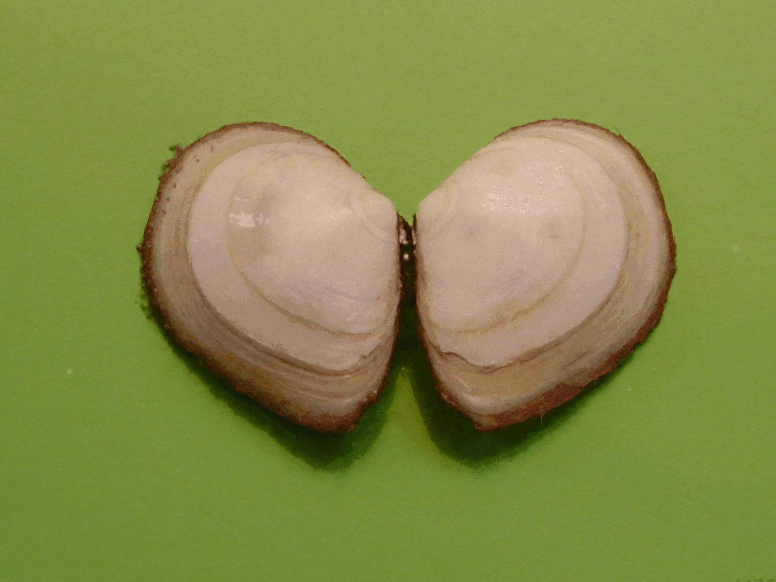 limecola_balthica1md