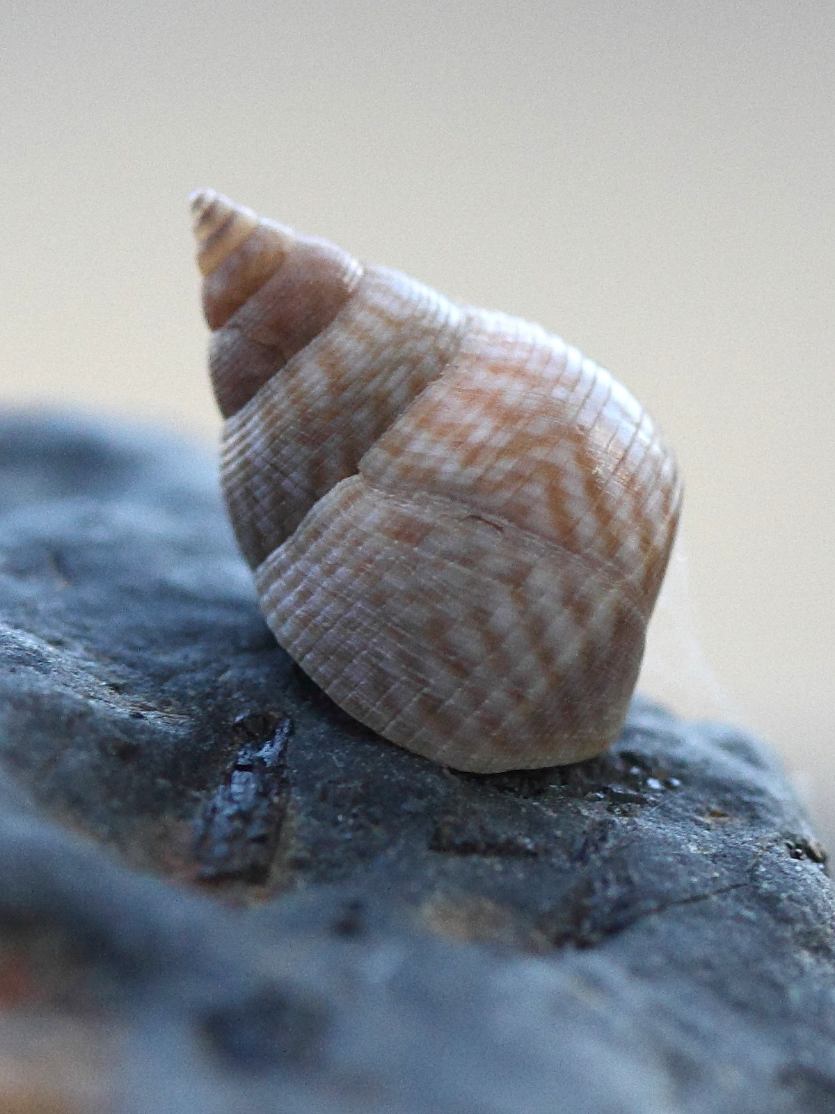 littoraria_kraussi2md