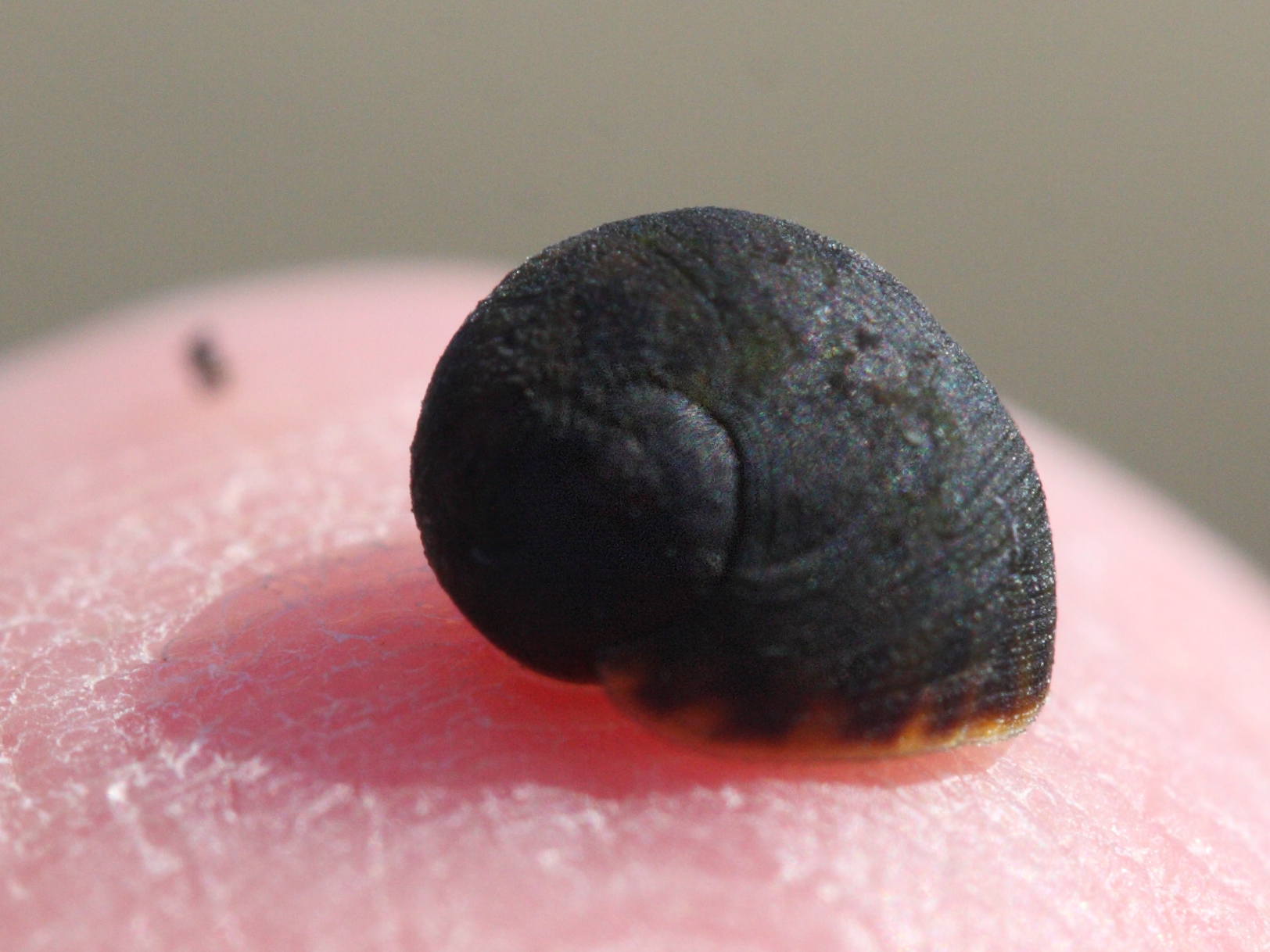 littorina_fabalis3md