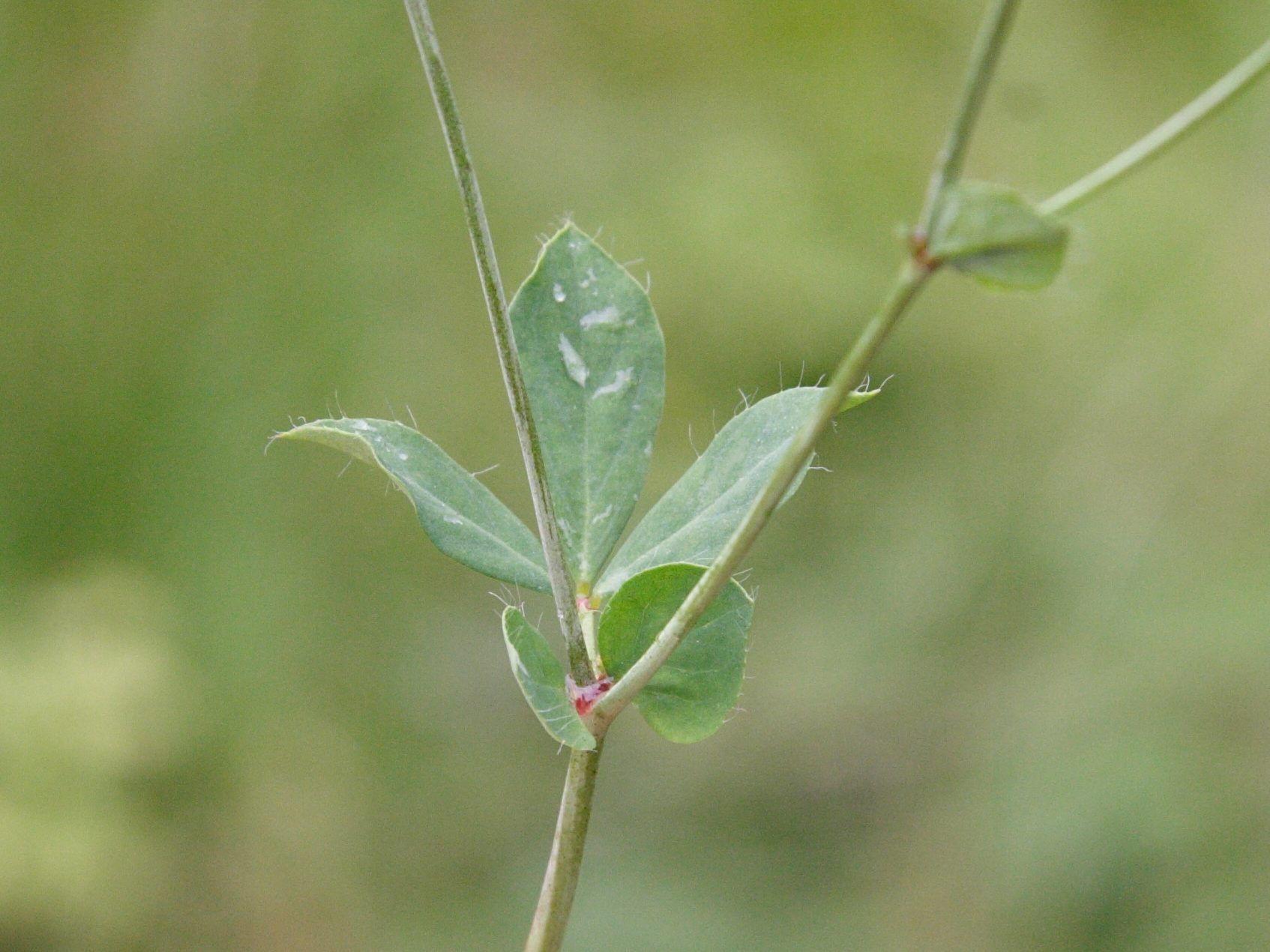 Afficher le média Lotus_pedunculatus Lotus_pedunculatus