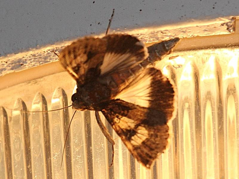 melipotis_januaris4bd