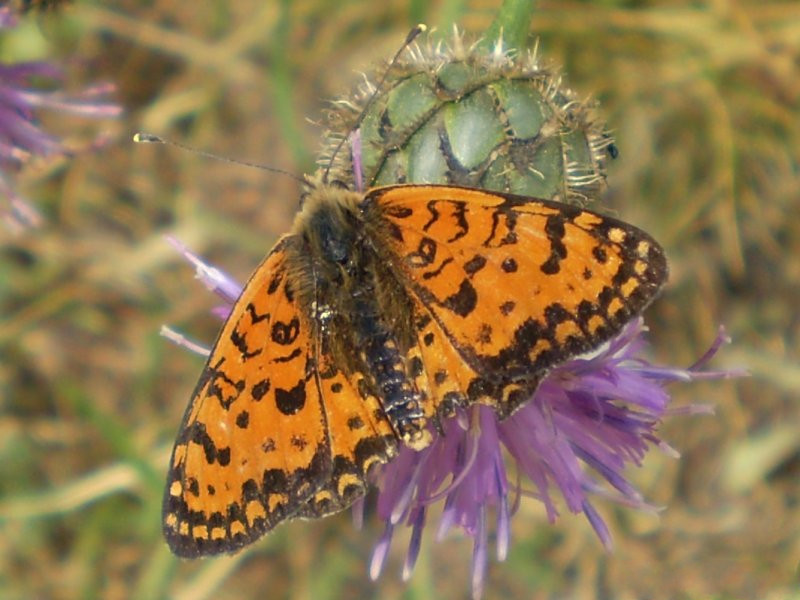 melitaea_didyma6gv