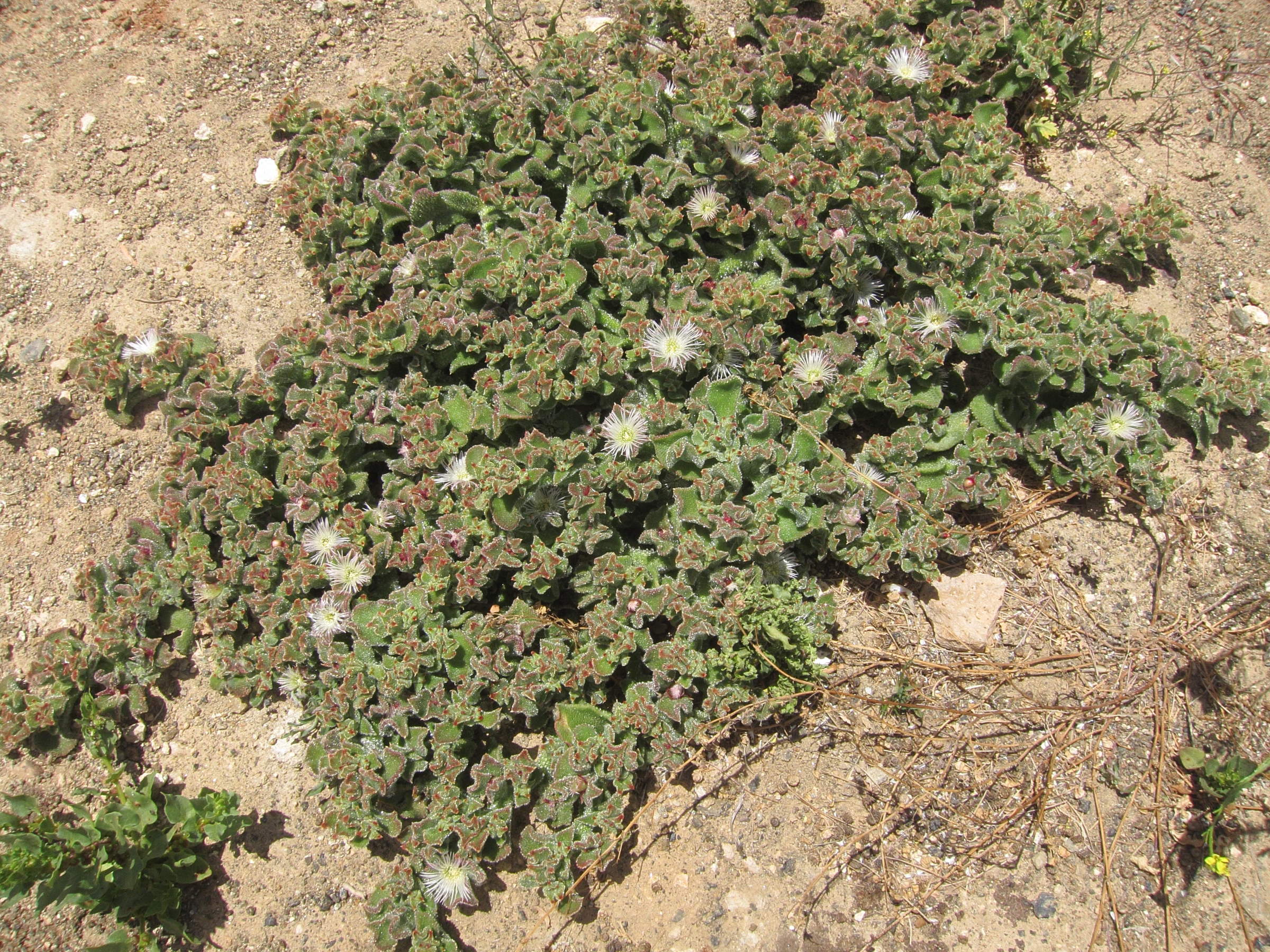 Afficher le média mesembryanthemum_crystallinum3bd mesembryanthemum_crystallinum3bd