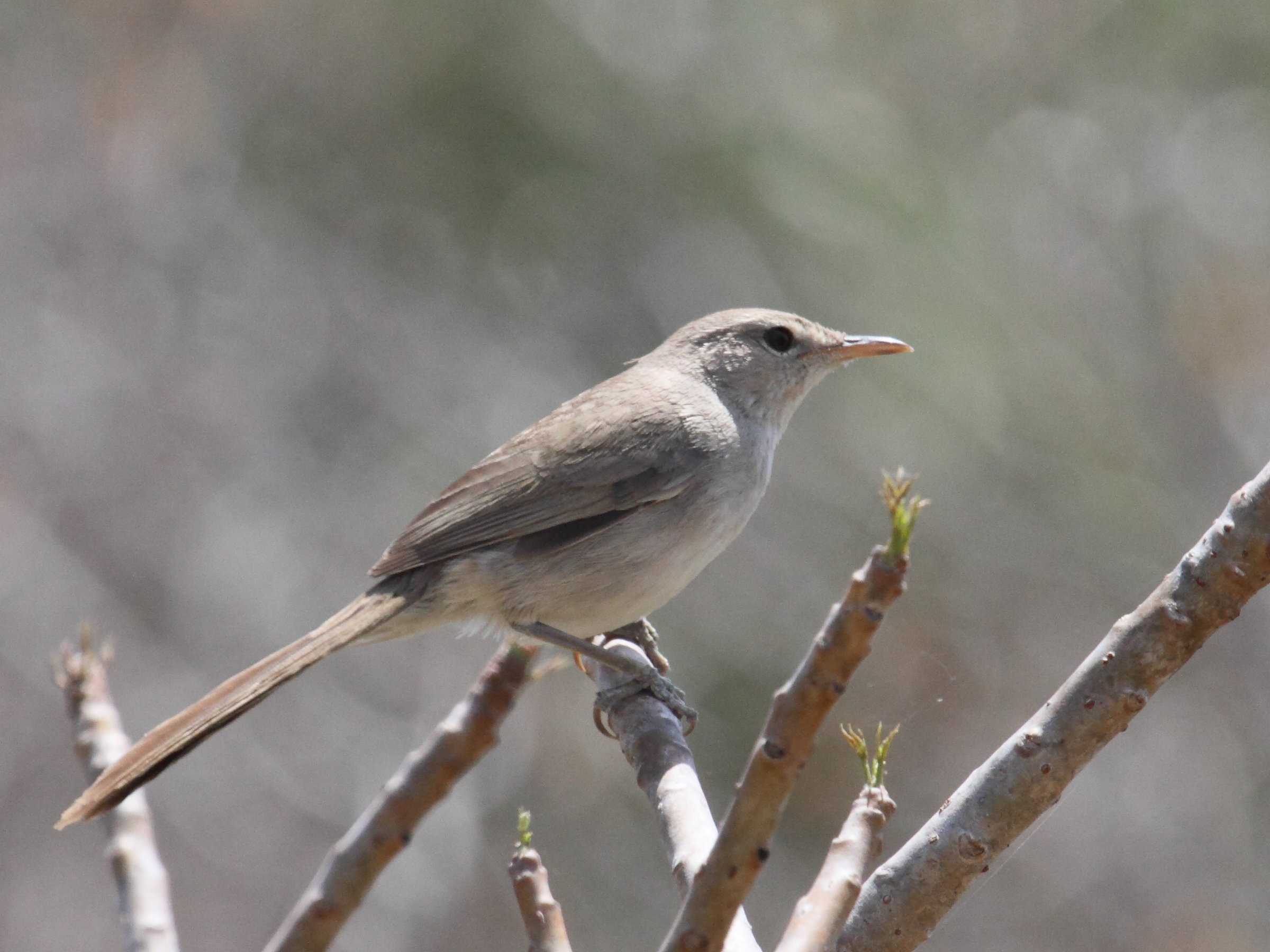 nesille_malgache_-_nesilla_typica1bd