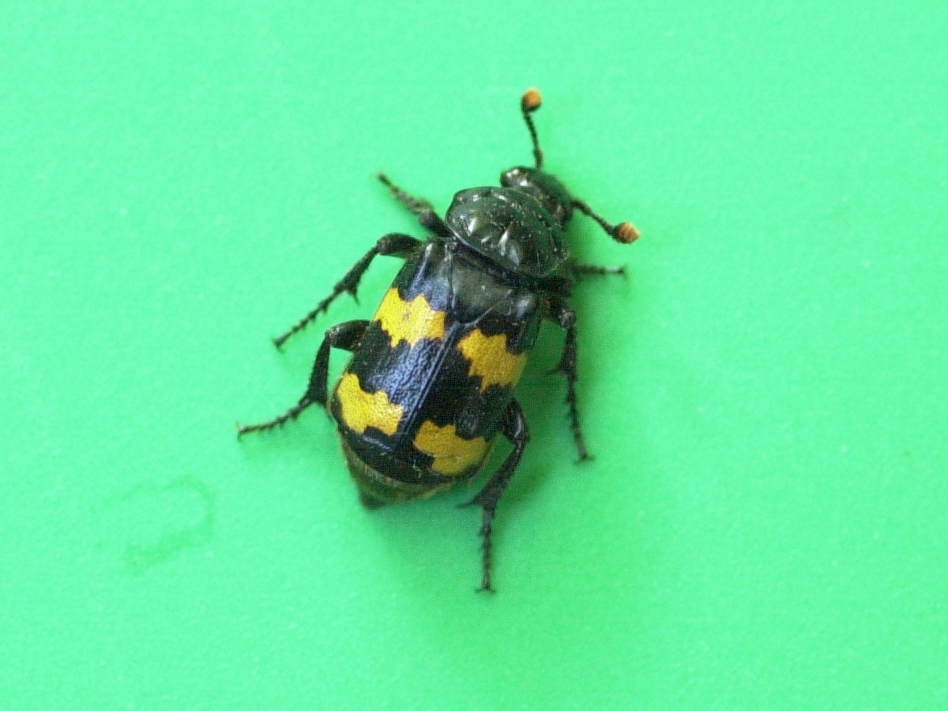 nicrophorus_vestigator1md