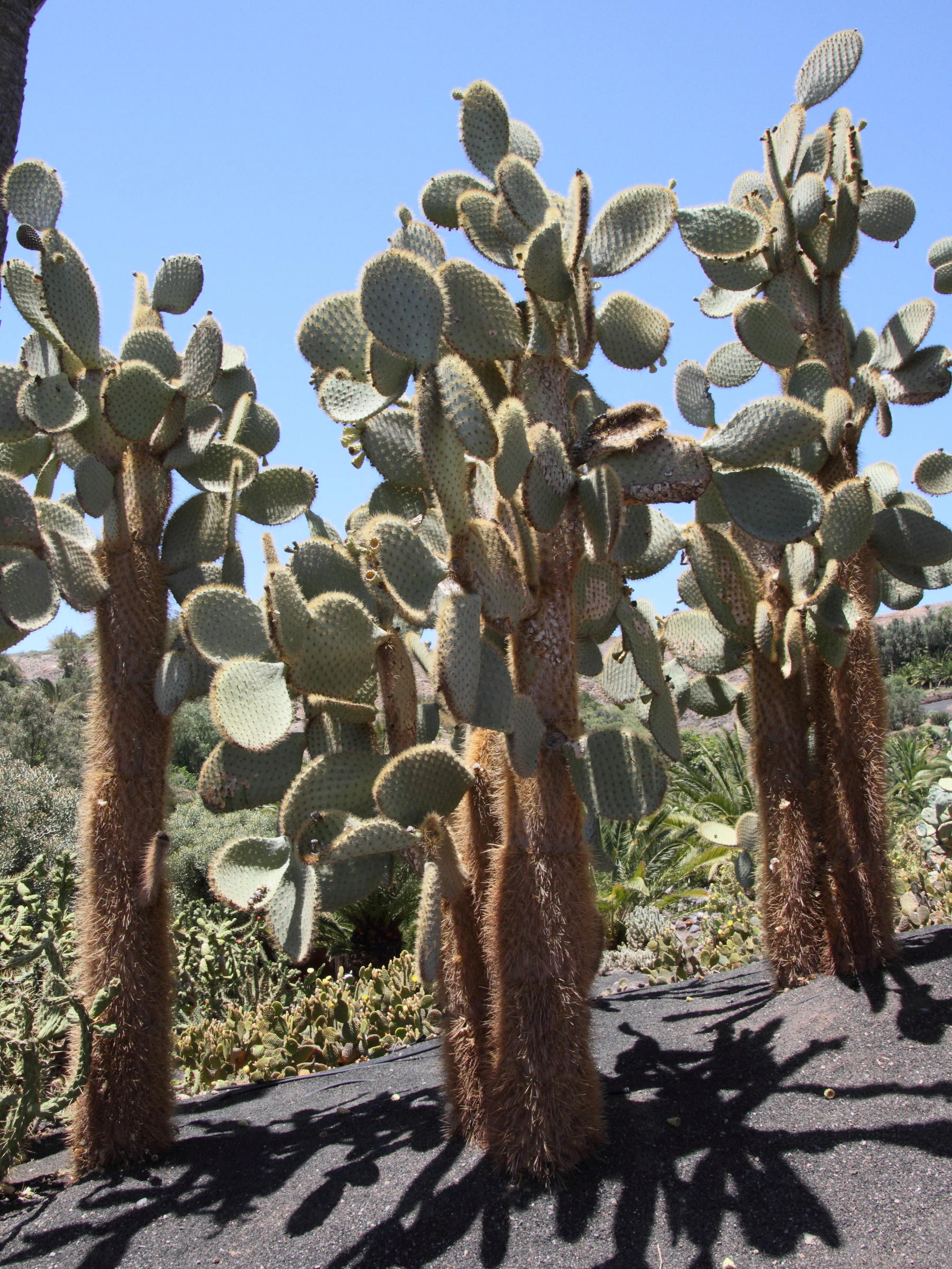 opuntia_galapageia1md