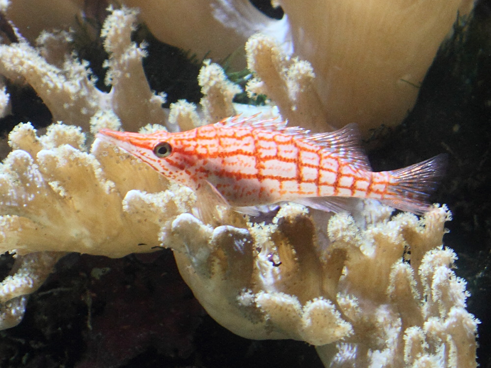 Afficher le média Oxyrrhitus_typus Oxyrrhitus_typus