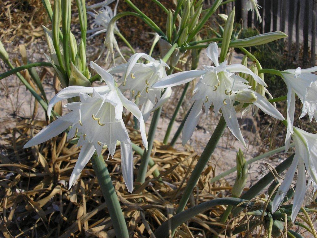 Afficher le média pancratium_maritimum5gv pancratium_maritimum5gv