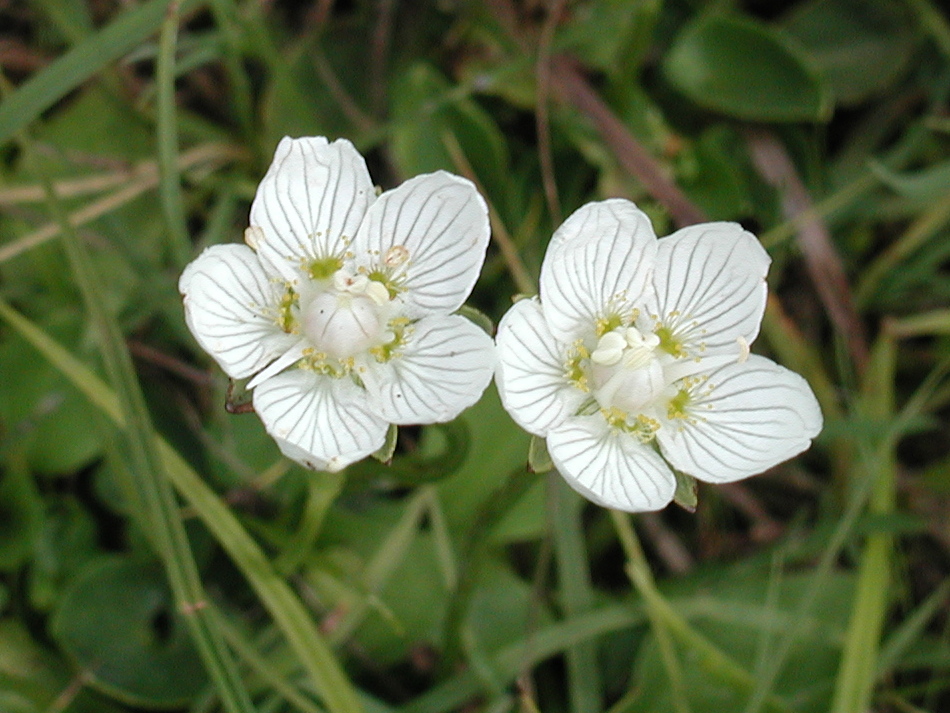 Afficher le média parnassia_palustris4md parnassia_palustris4md
