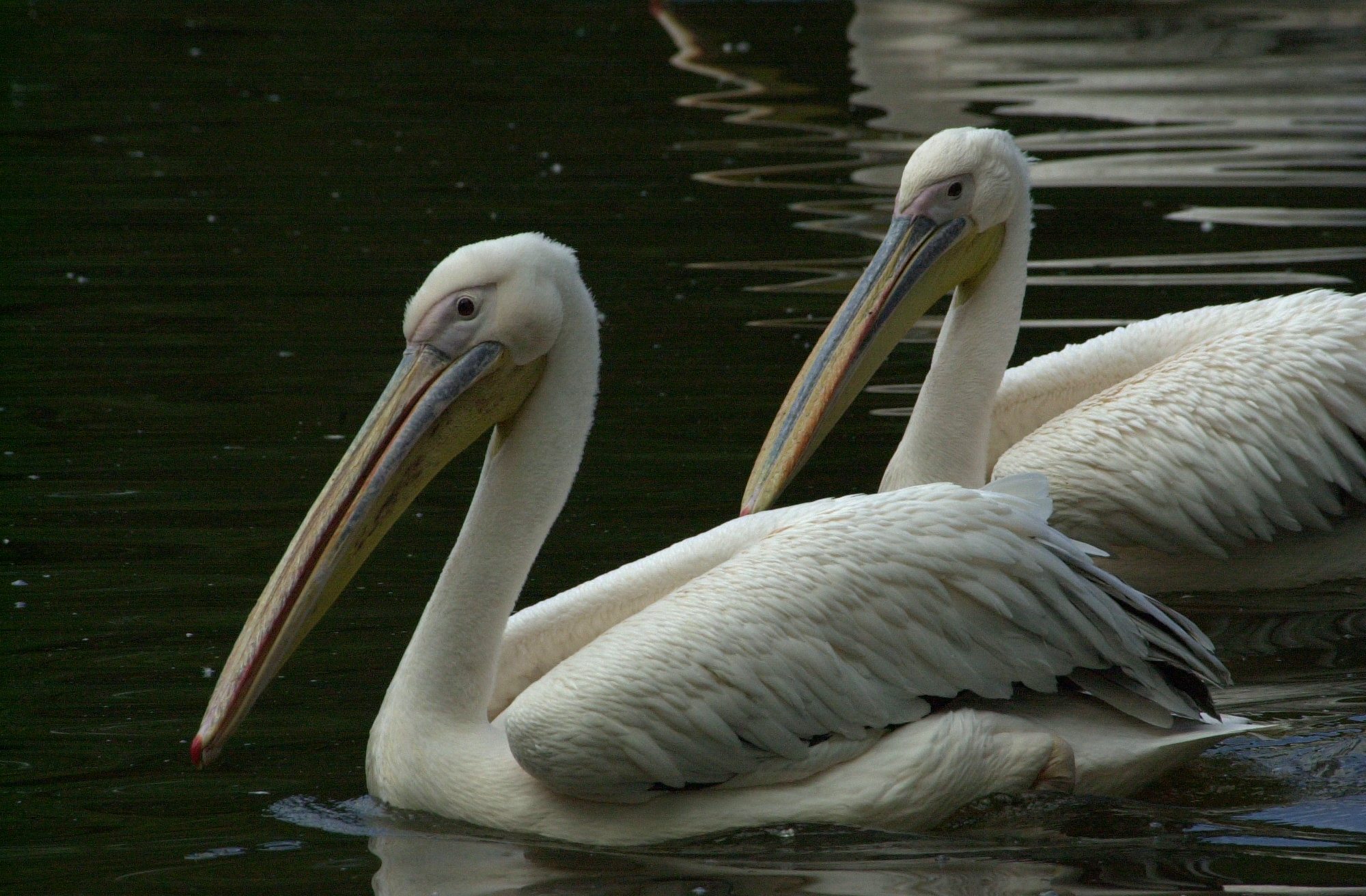 pelican_blanc_-_pelecanus_onocrotalus5md