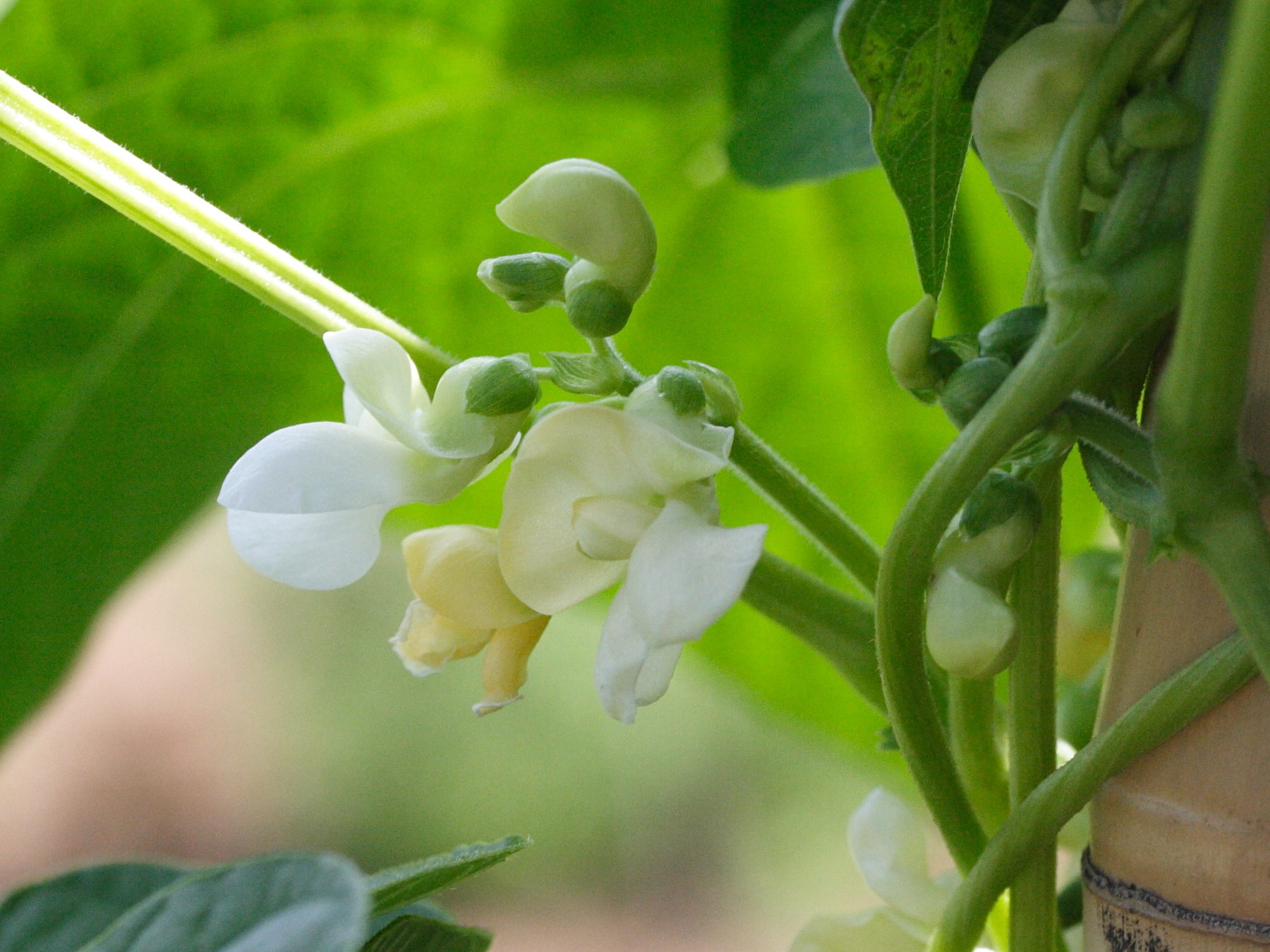 phaseolus_vulgaris1md