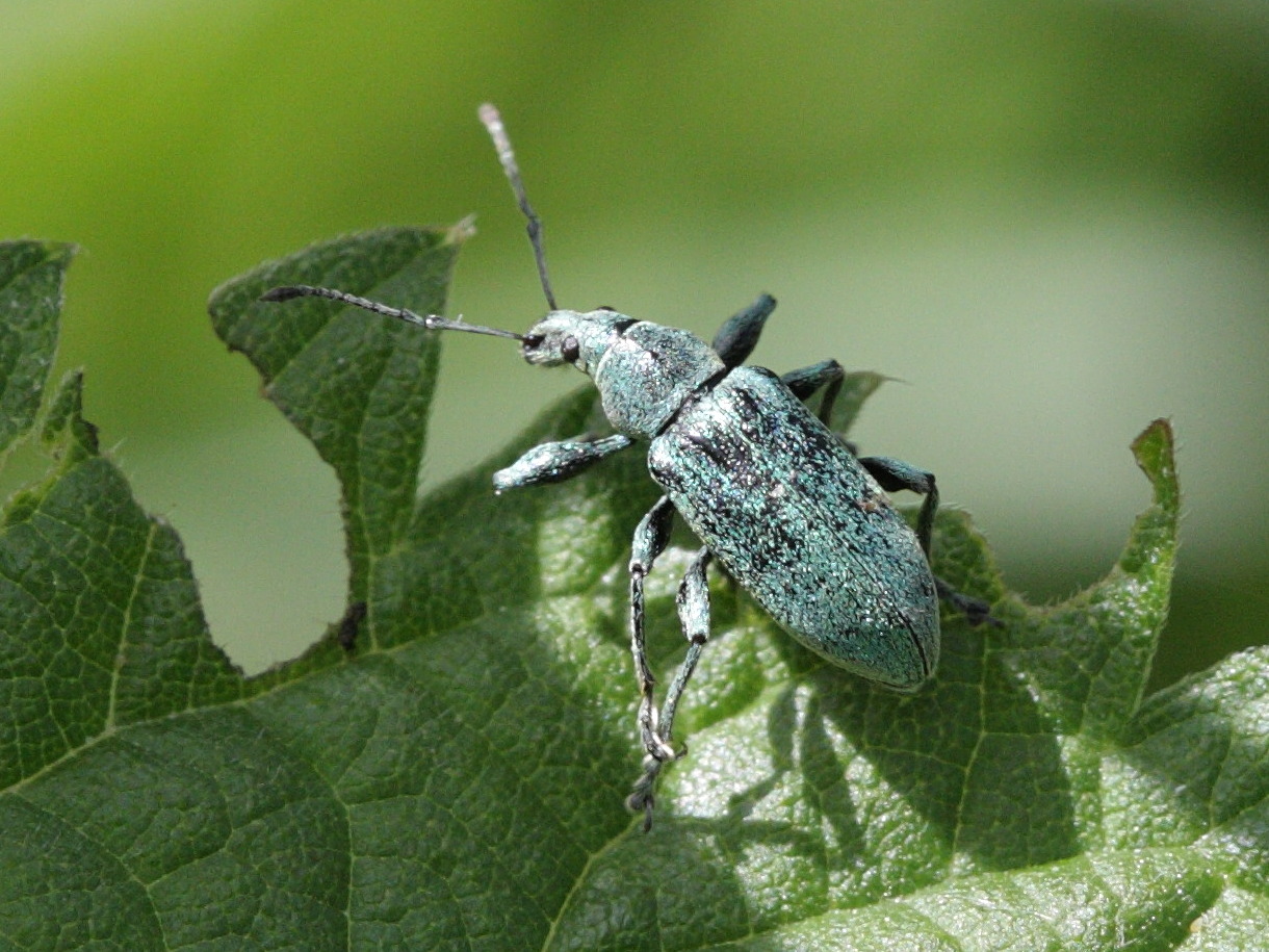 Afficher le média phyllobius_pomaceus5bd phyllobius_pomaceus5bd