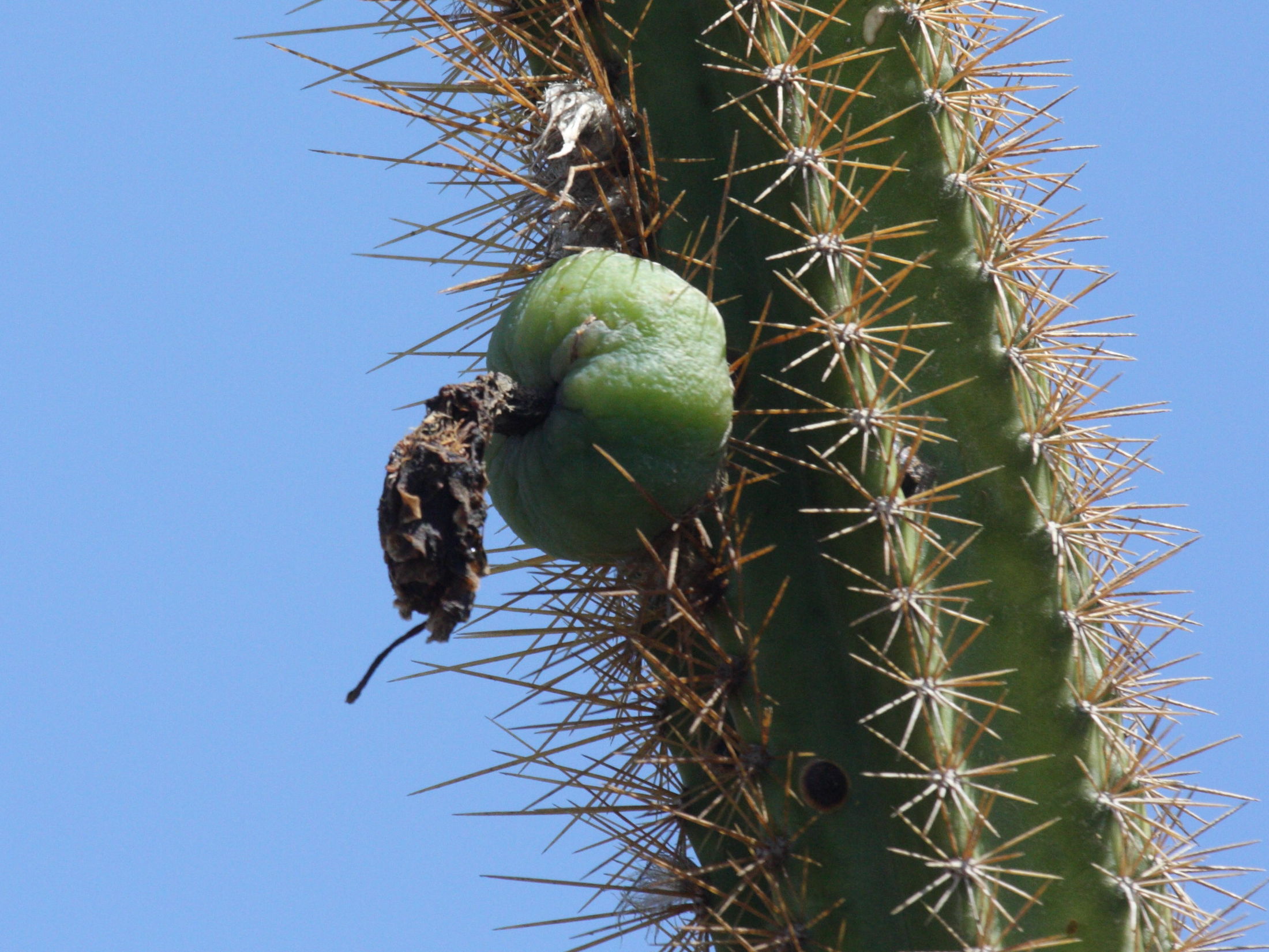 pilosocereus_royeni5bd