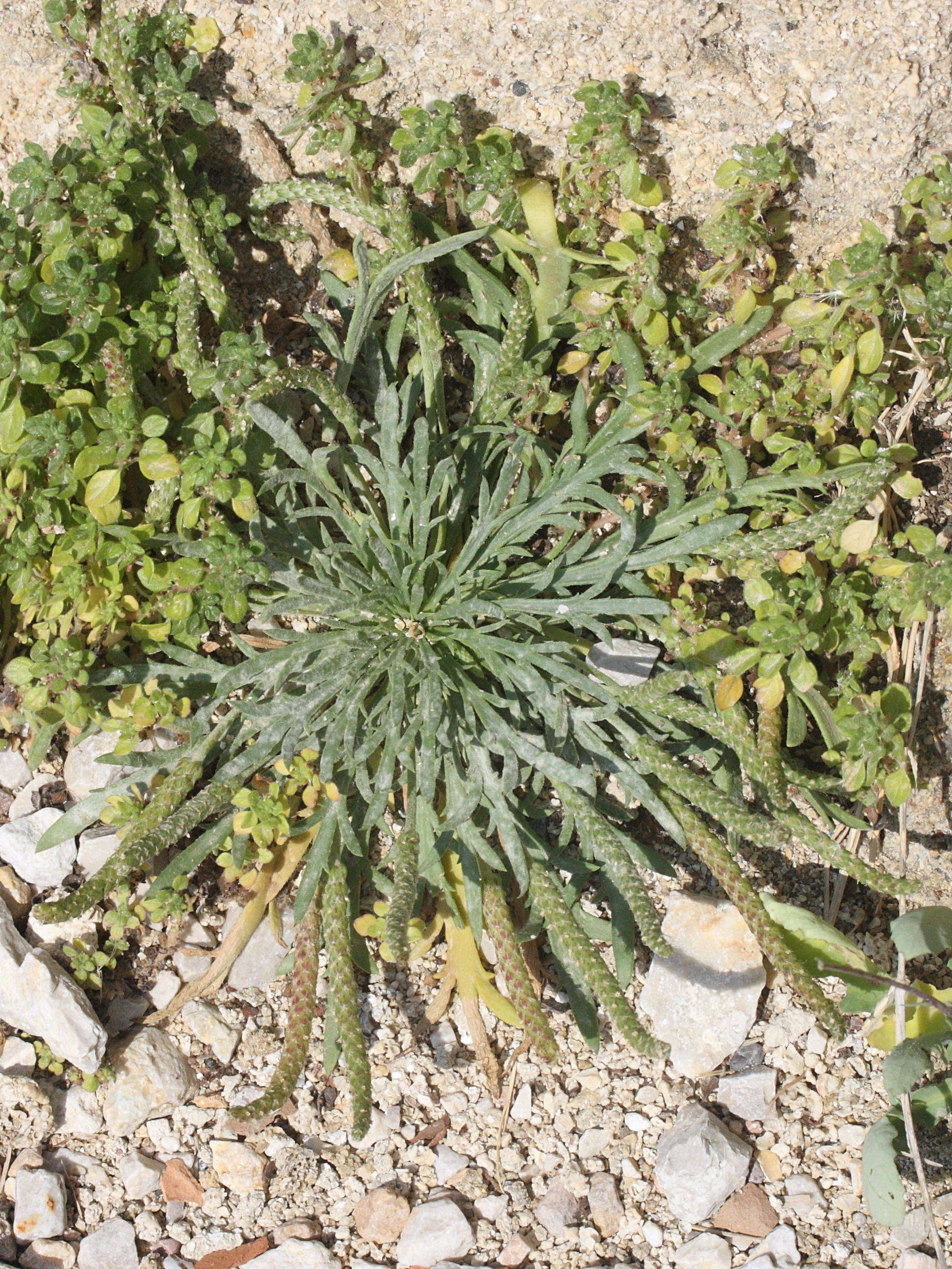 plantago_weldenii1md