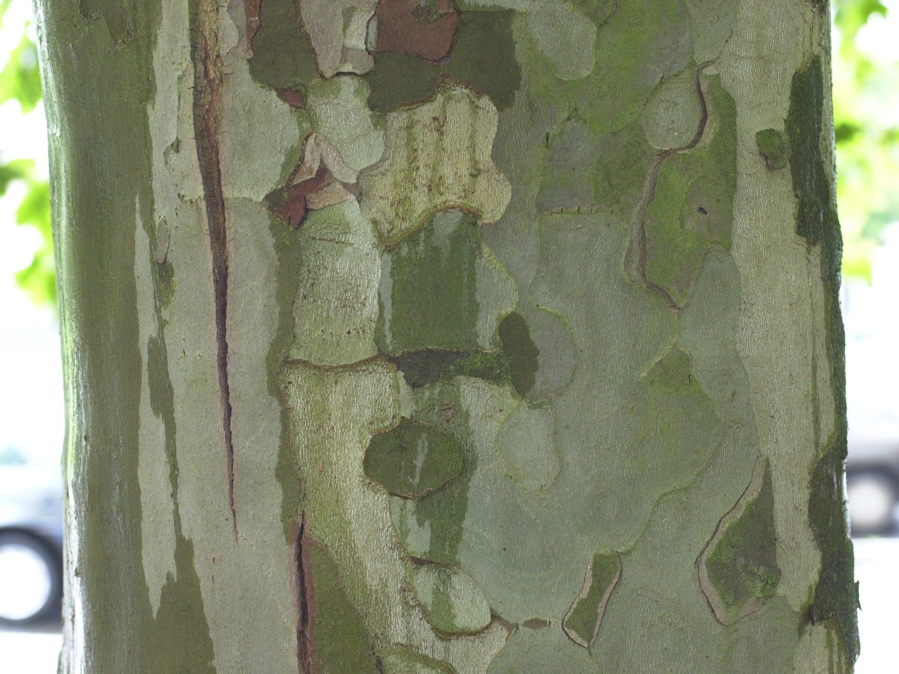 platanus_x_hispanica3md