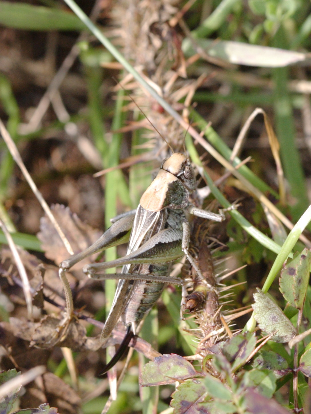 platycleis_albopunctata2bd