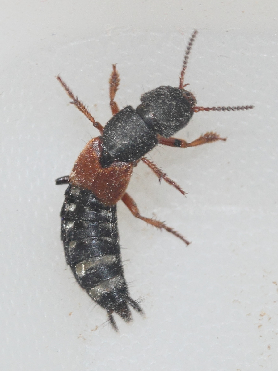 platydracus_stercorarius1md