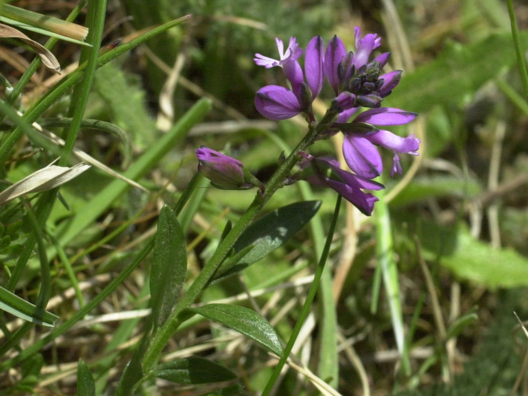 Polygala_vulgaris