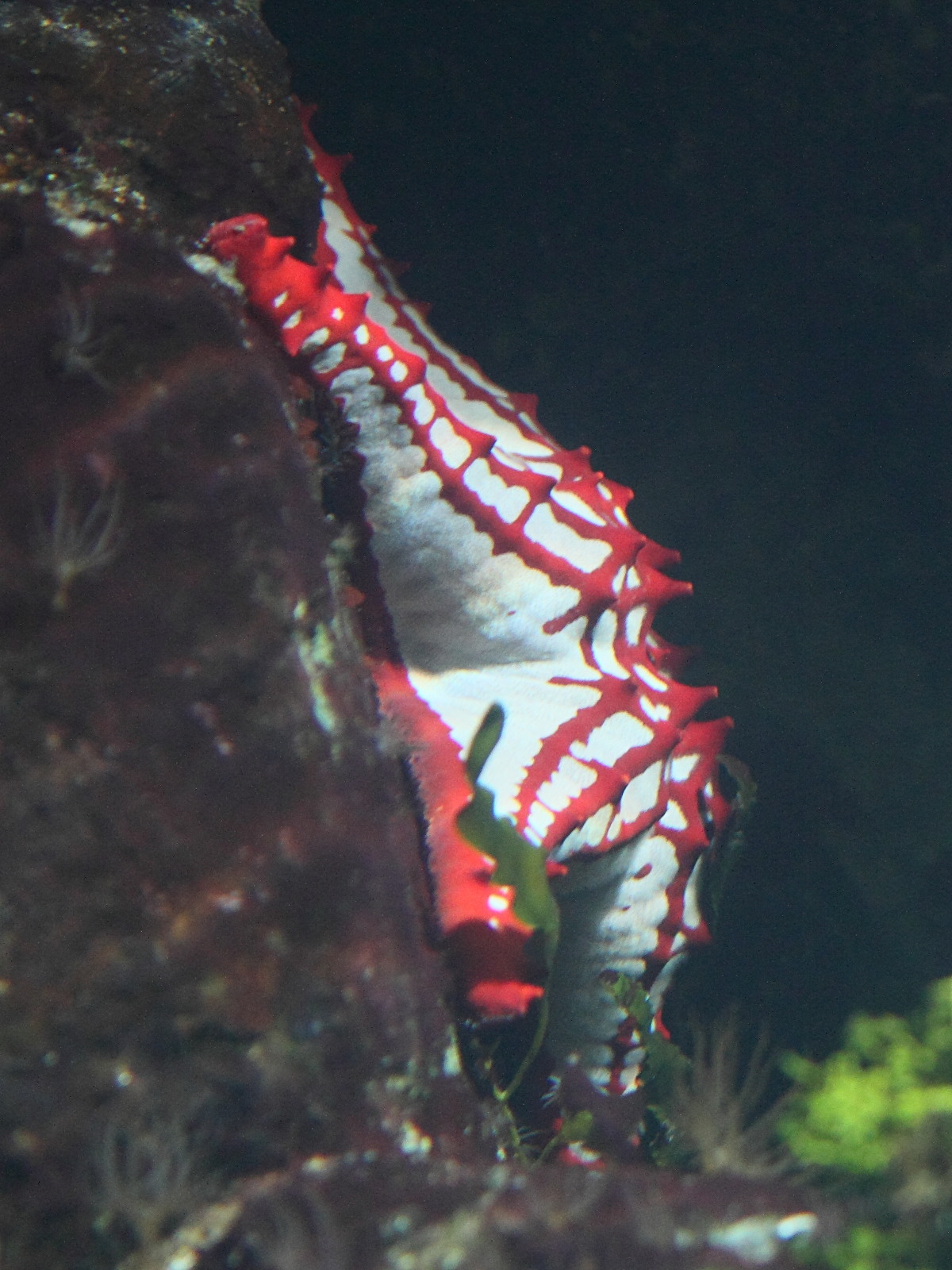 protoreaster_linckii1bd