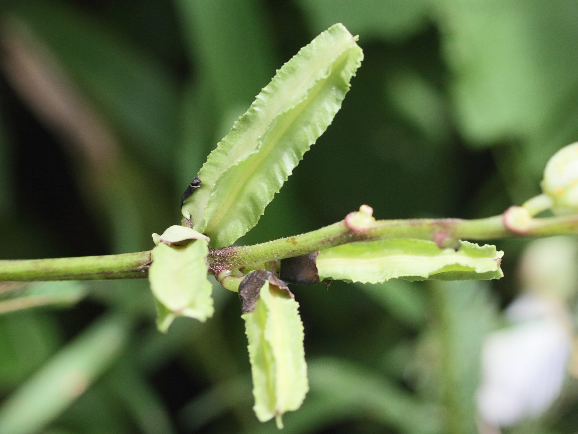 Afficher le média psophocarpus_scandens2md psophocarpus_scandens2md