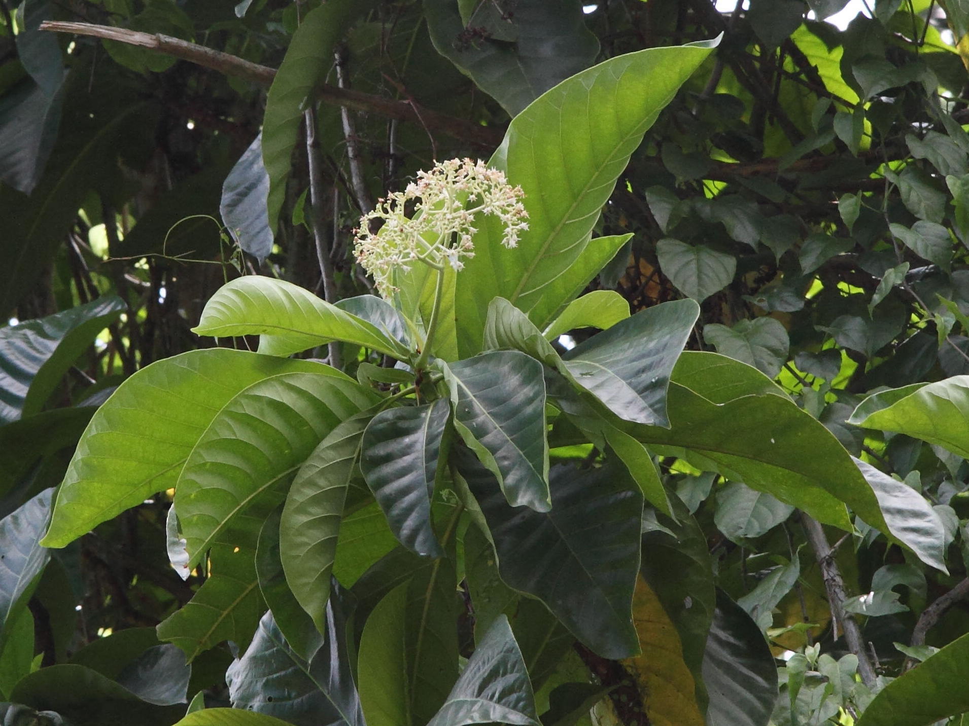 Afficher le média psychotria_mapourioides2bd psychotria_mapourioides2bd