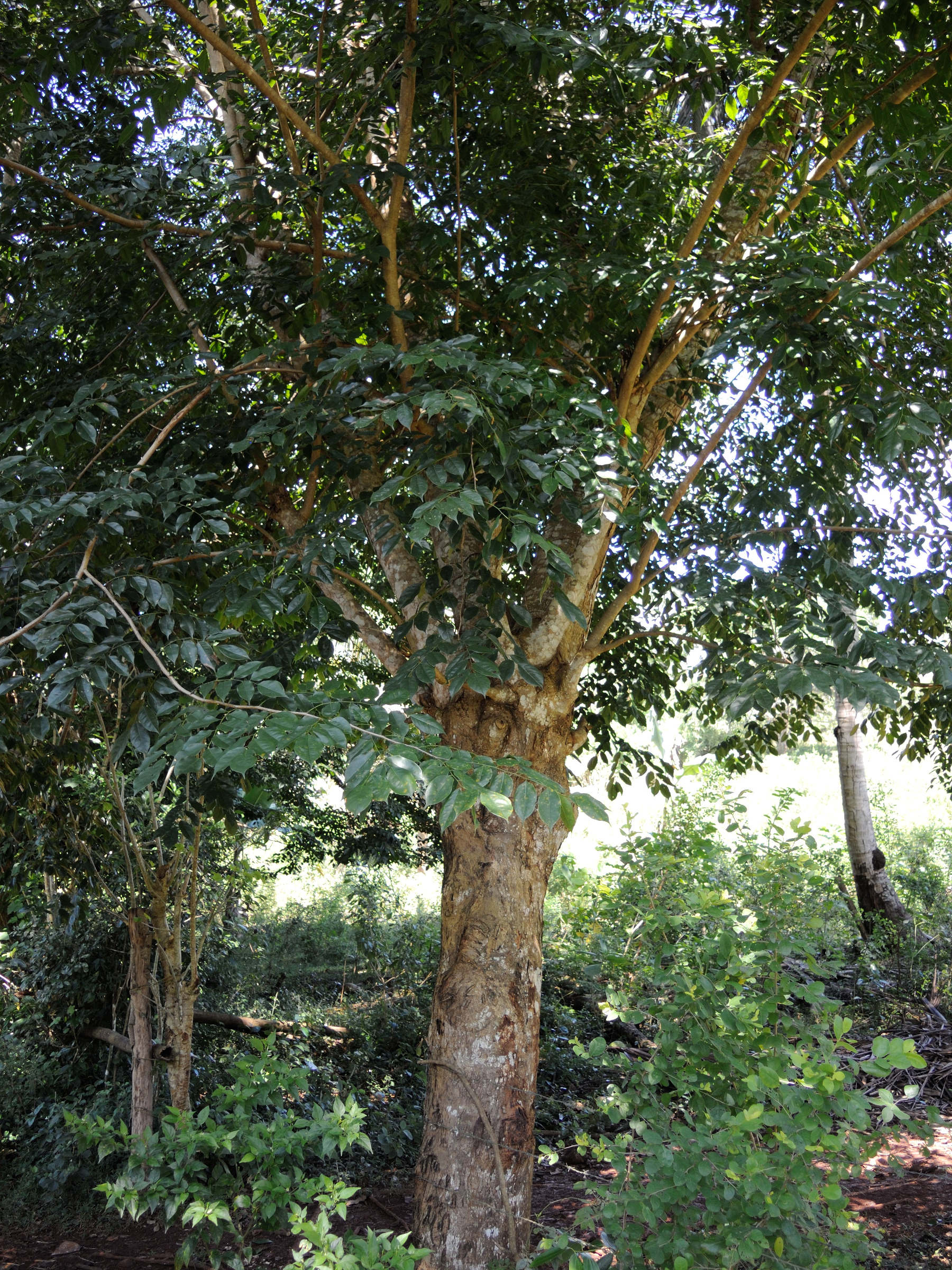 Afficher le média pterocarpus_indicus5md pterocarpus_indicus5md