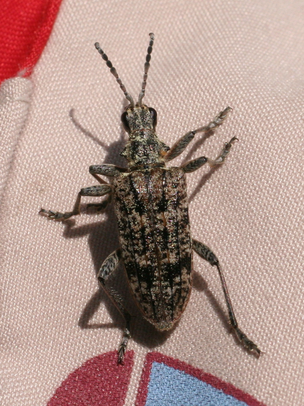 Rhagium_inquisitum