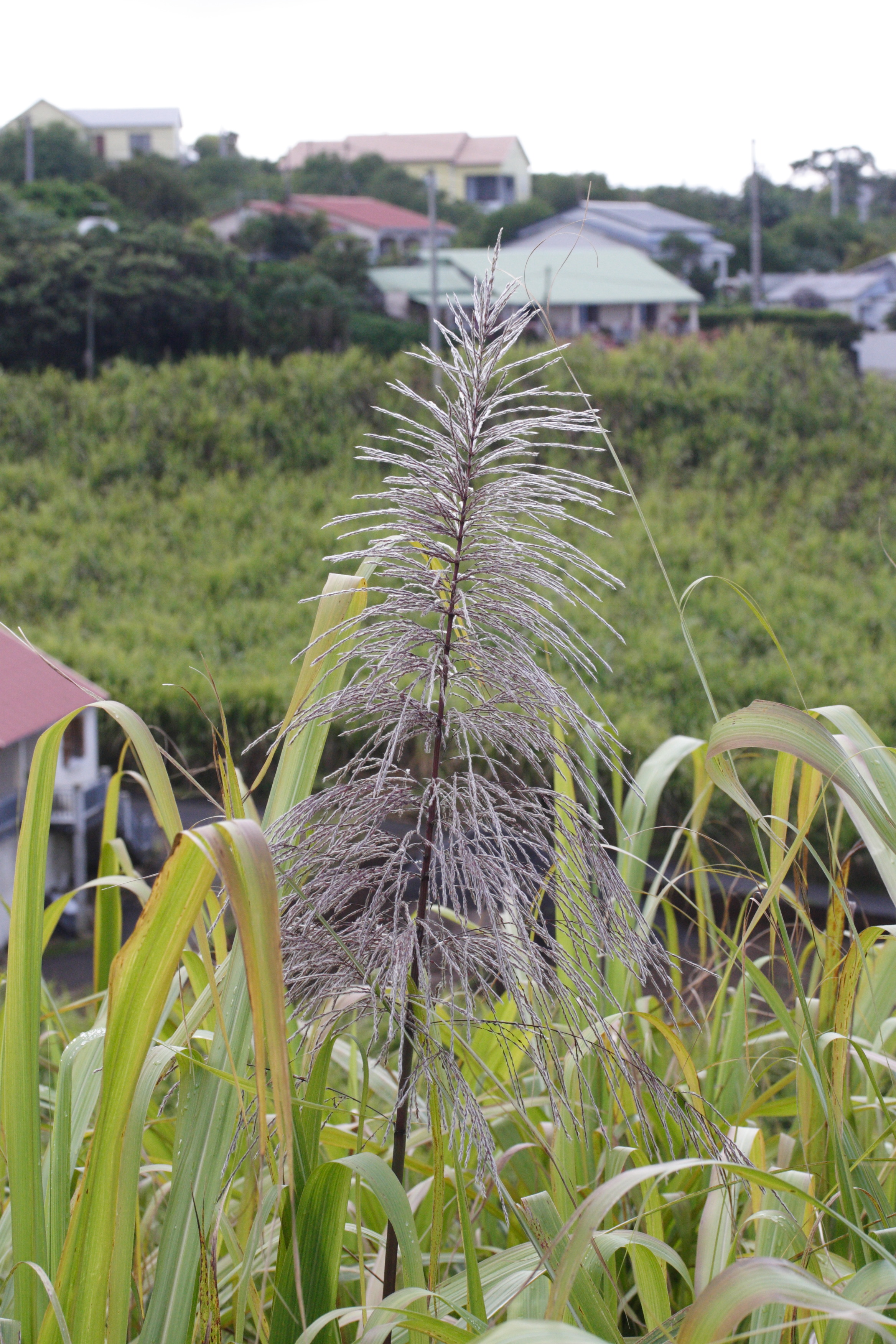 saccharum_officinarum5md