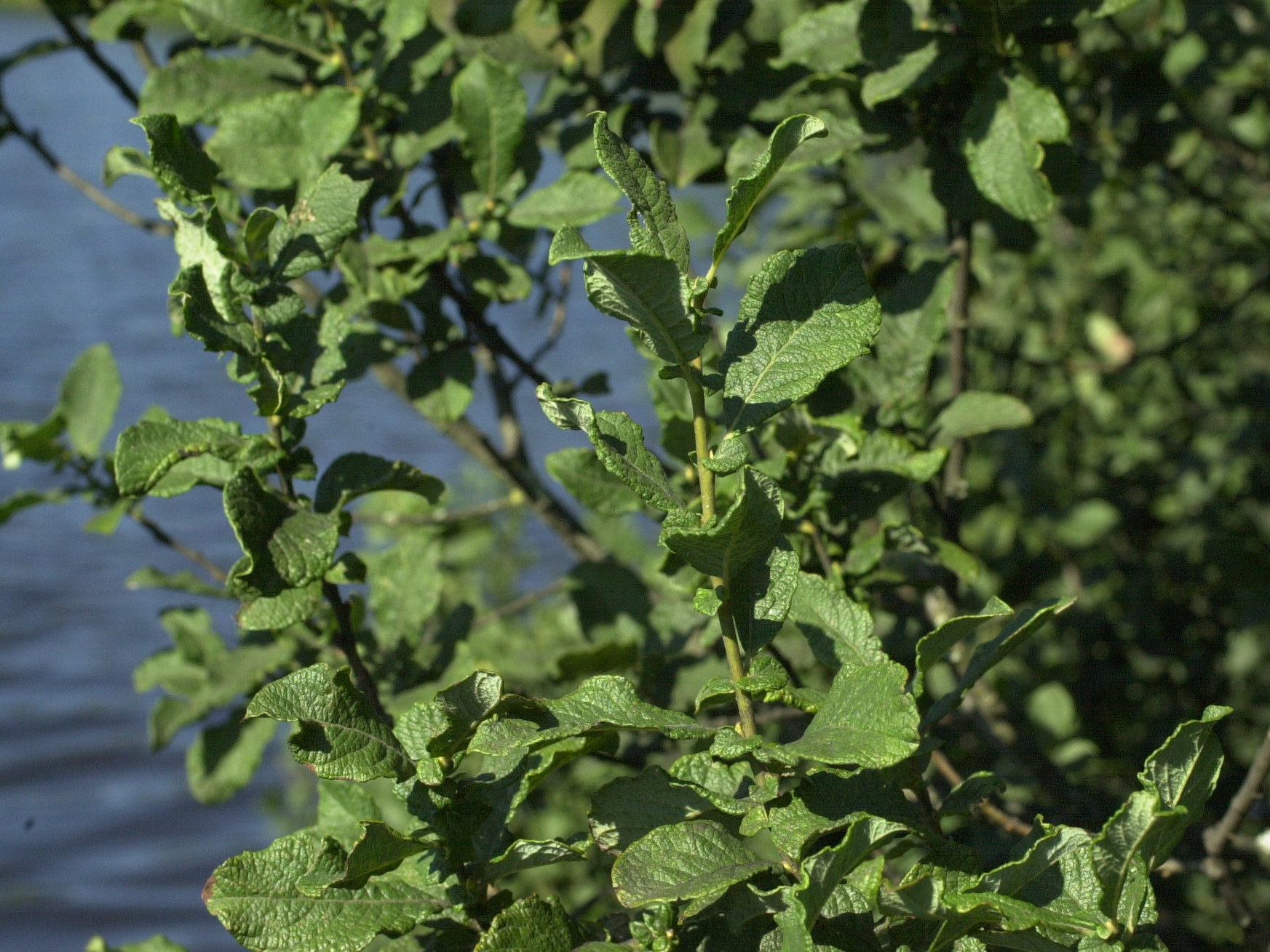 Afficher le média salix_aurita1md salix_aurita1md