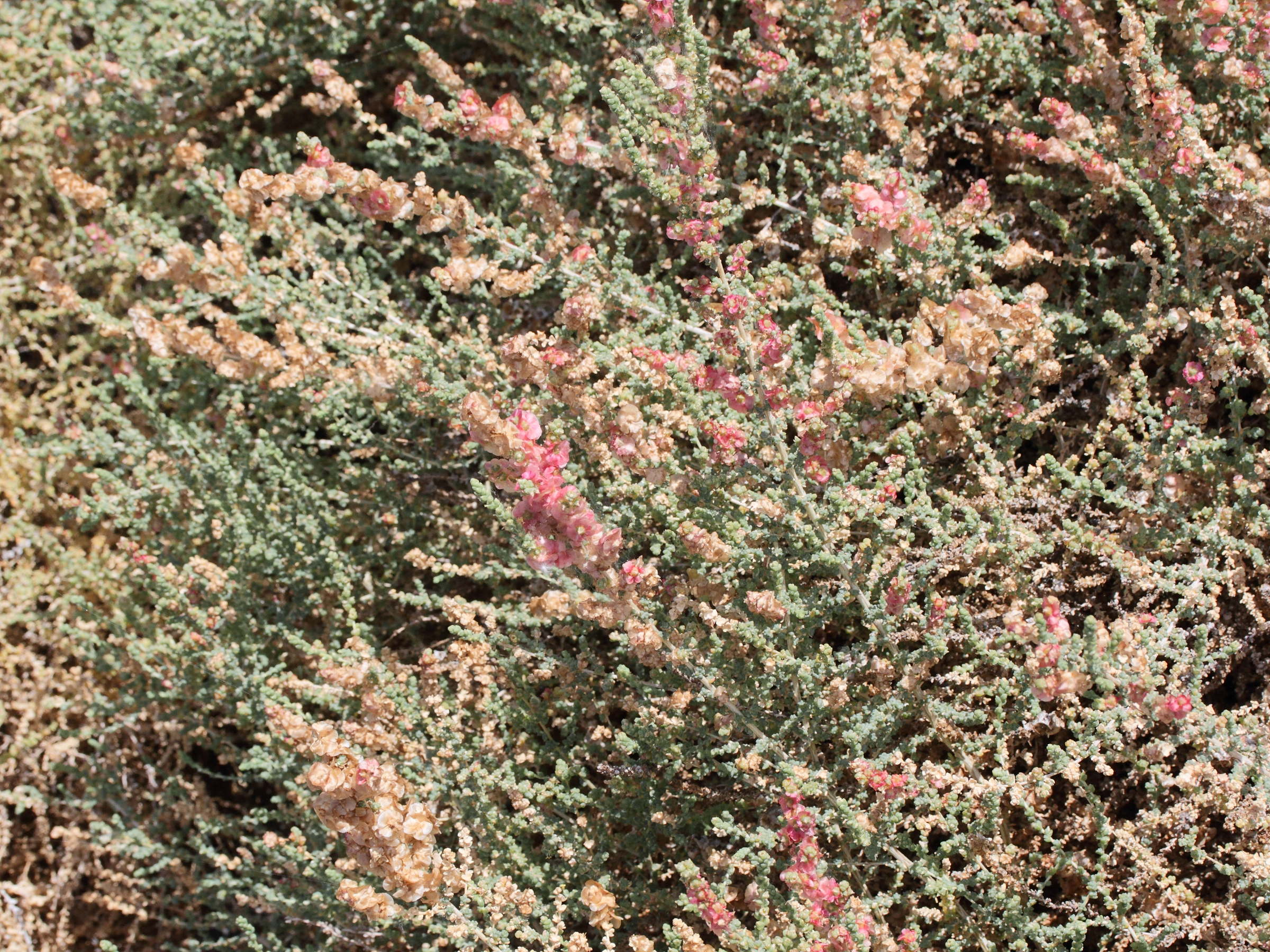 salsola_vermiculata1md