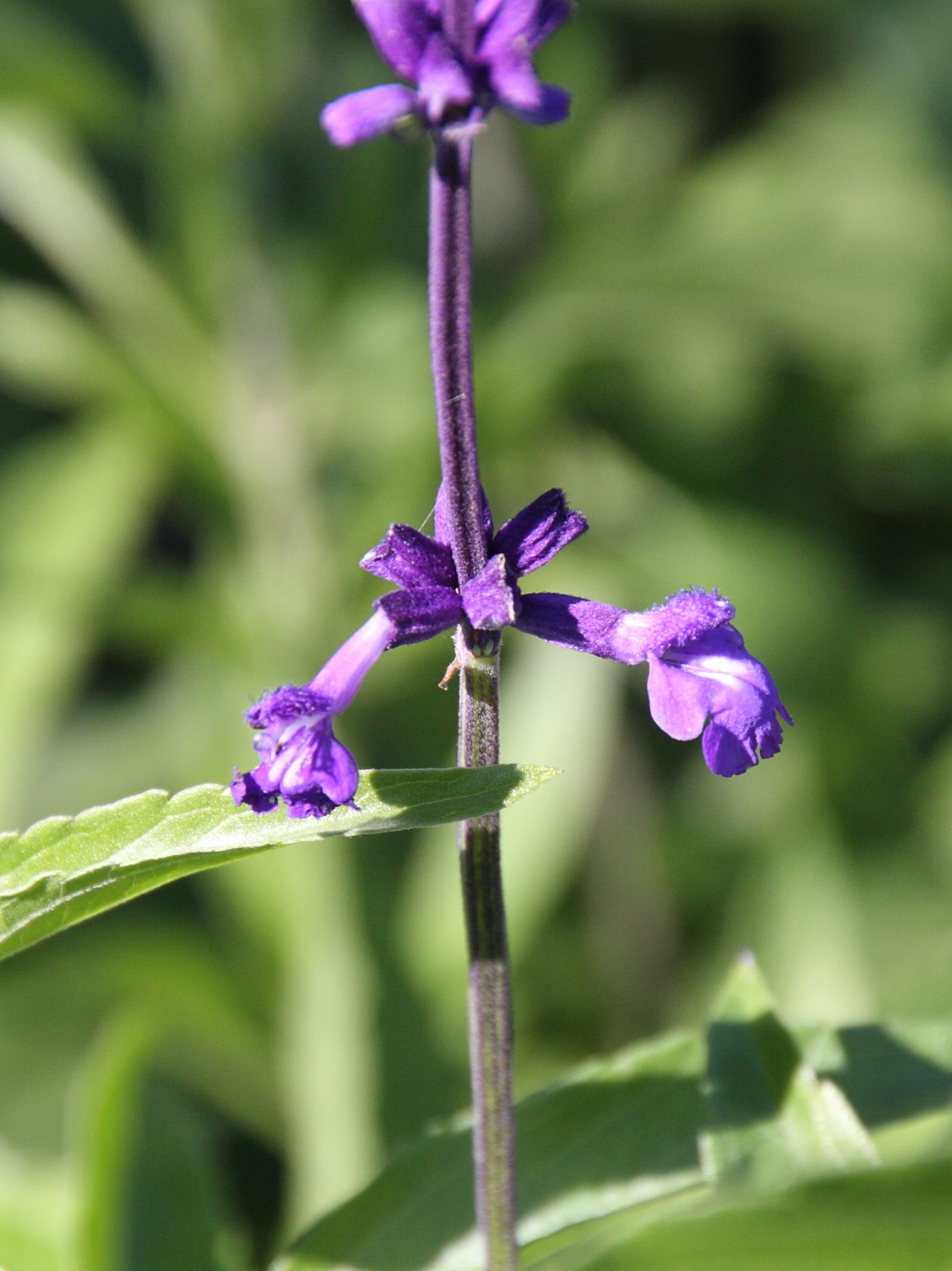 salvia_farinacea2bd