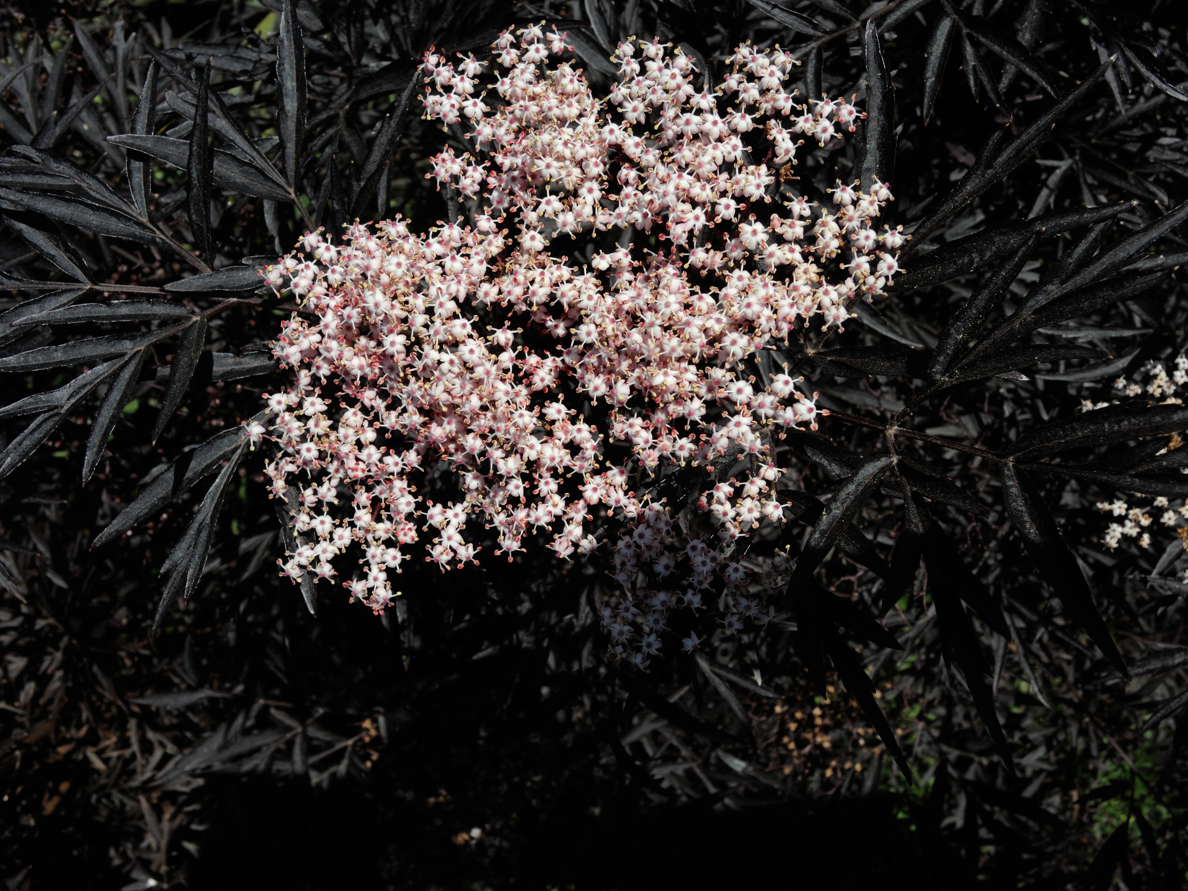 Afficher le média sambucus_nigra_laciniata5md sambucus_nigra_laciniata5md