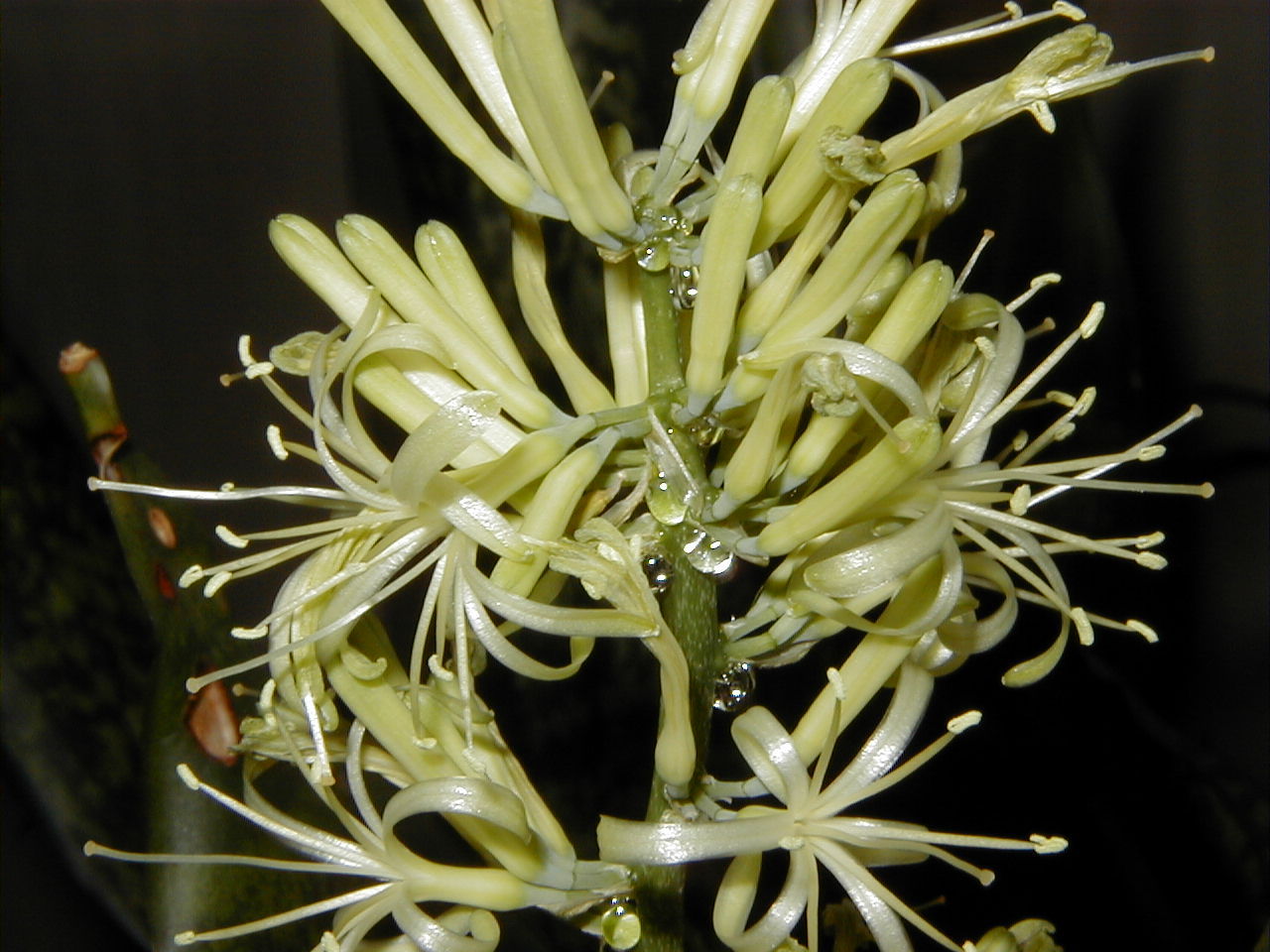 sansevieria_trifasciata2md