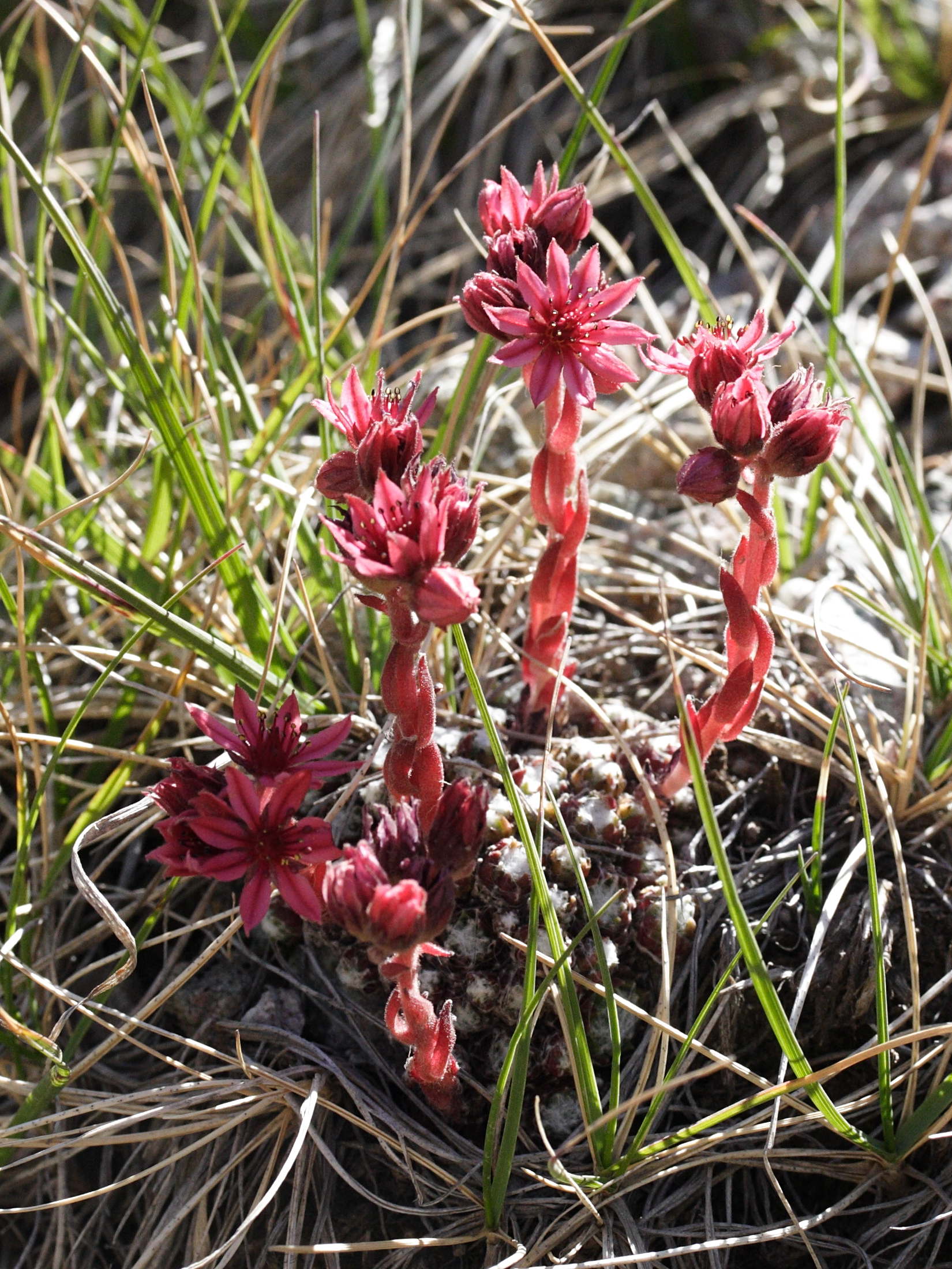 sempervivum_arachnoideum3md