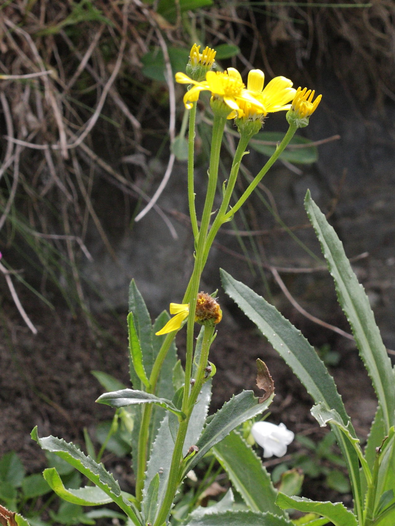 senecio_pyrenaicus2bd