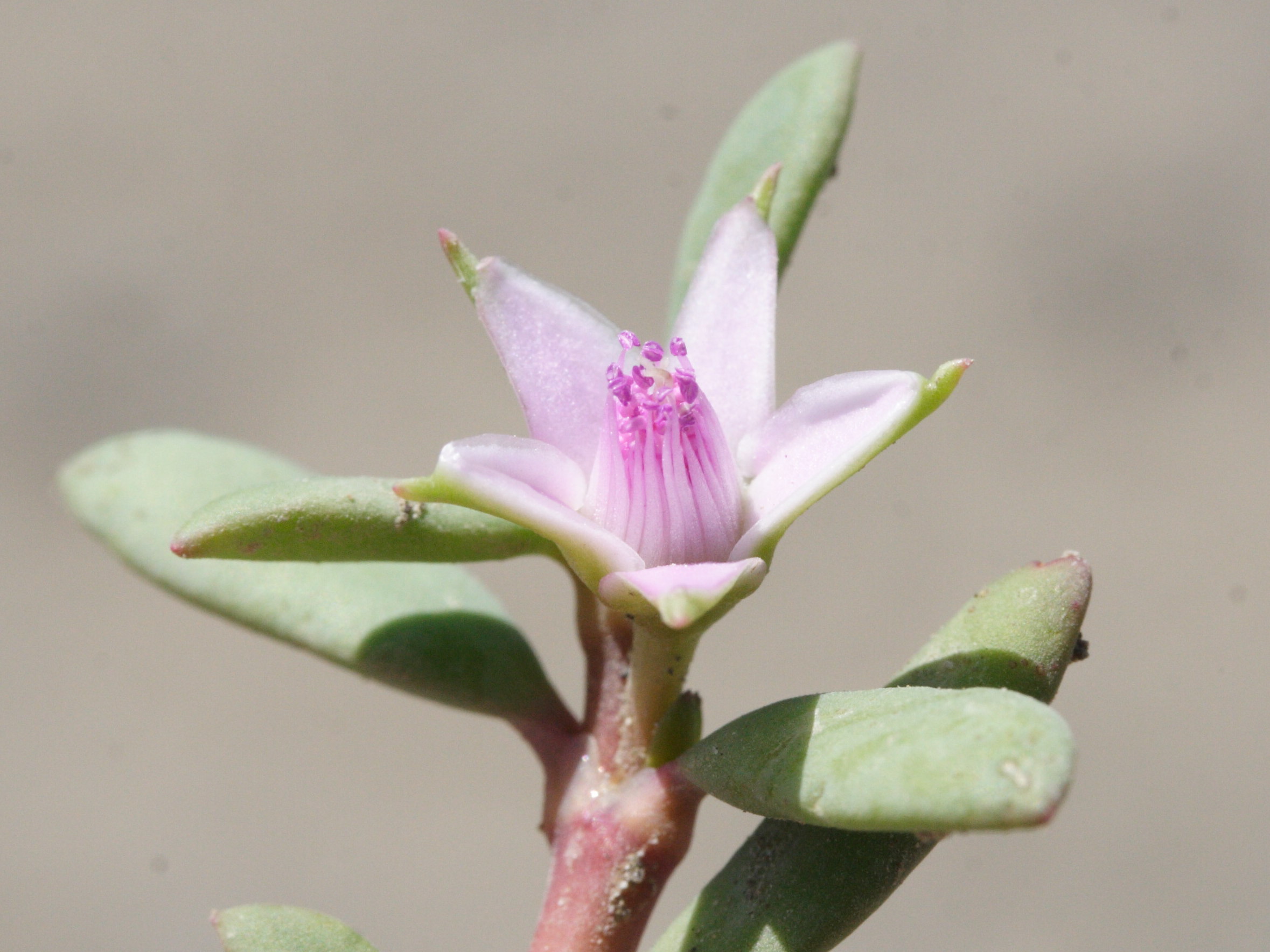 sesuvium_portulacastrum2md