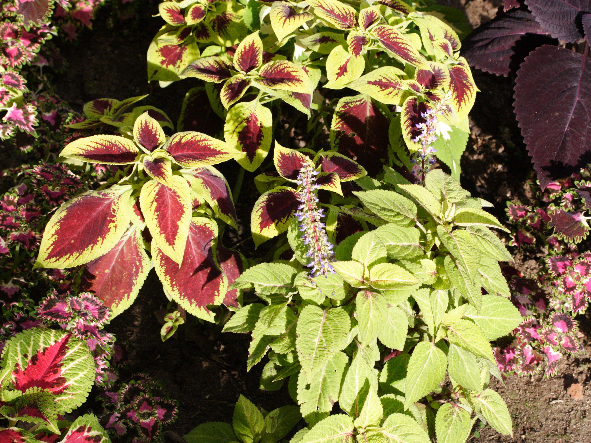 solenostemon_scutellaroides2md