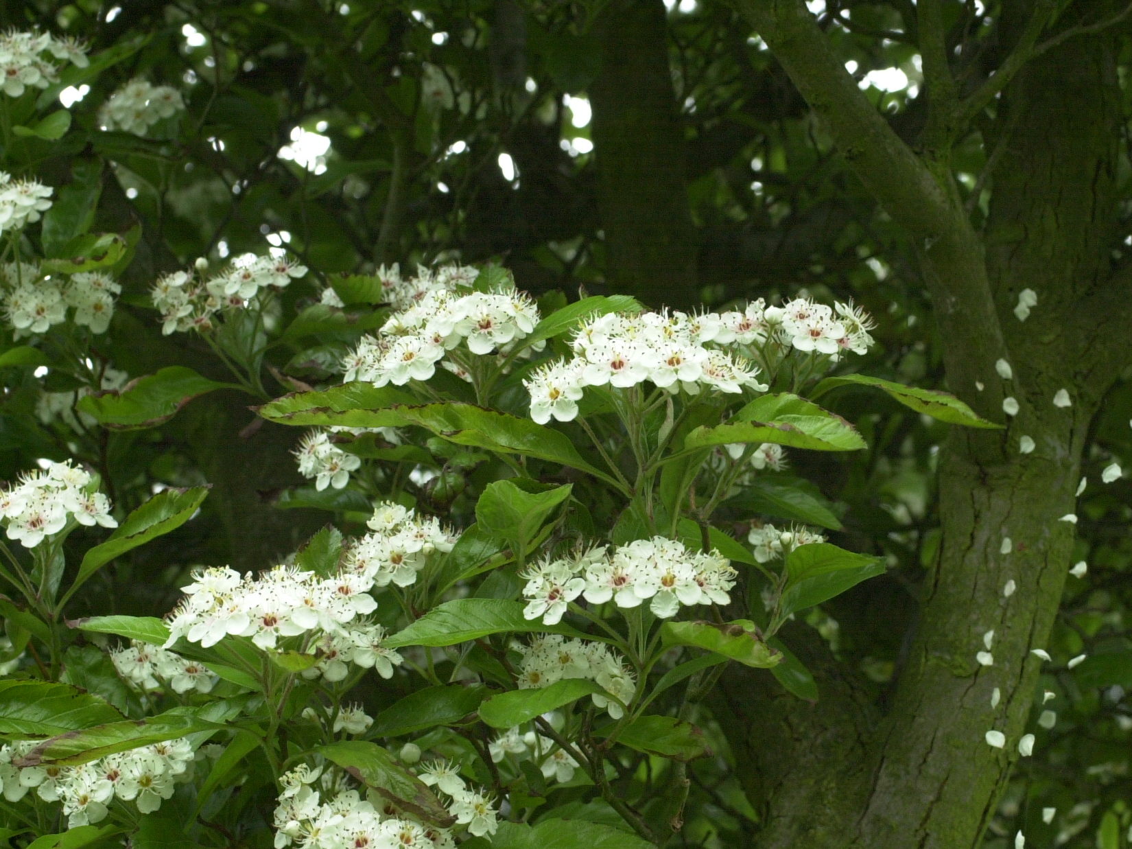sorbus_x_rotundifolia3md