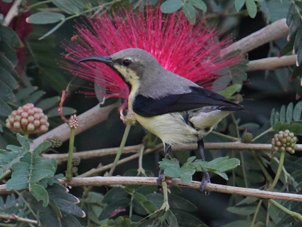 souimanga_asiatique_-_cinnyris_asiaticus3bd