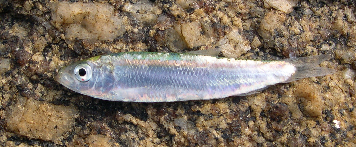 sprattus_sprattus1md